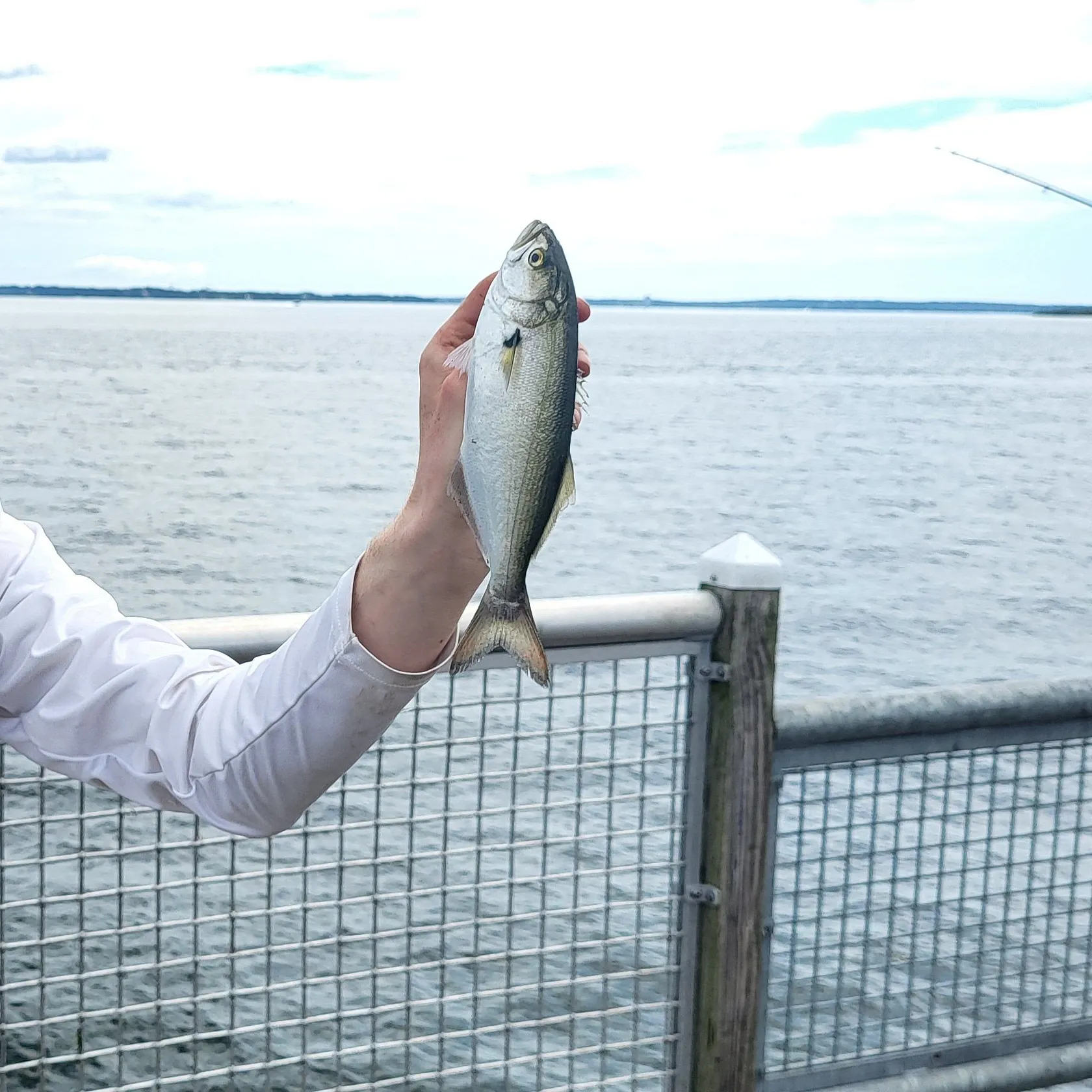 Bluefish caught on Fishbrain