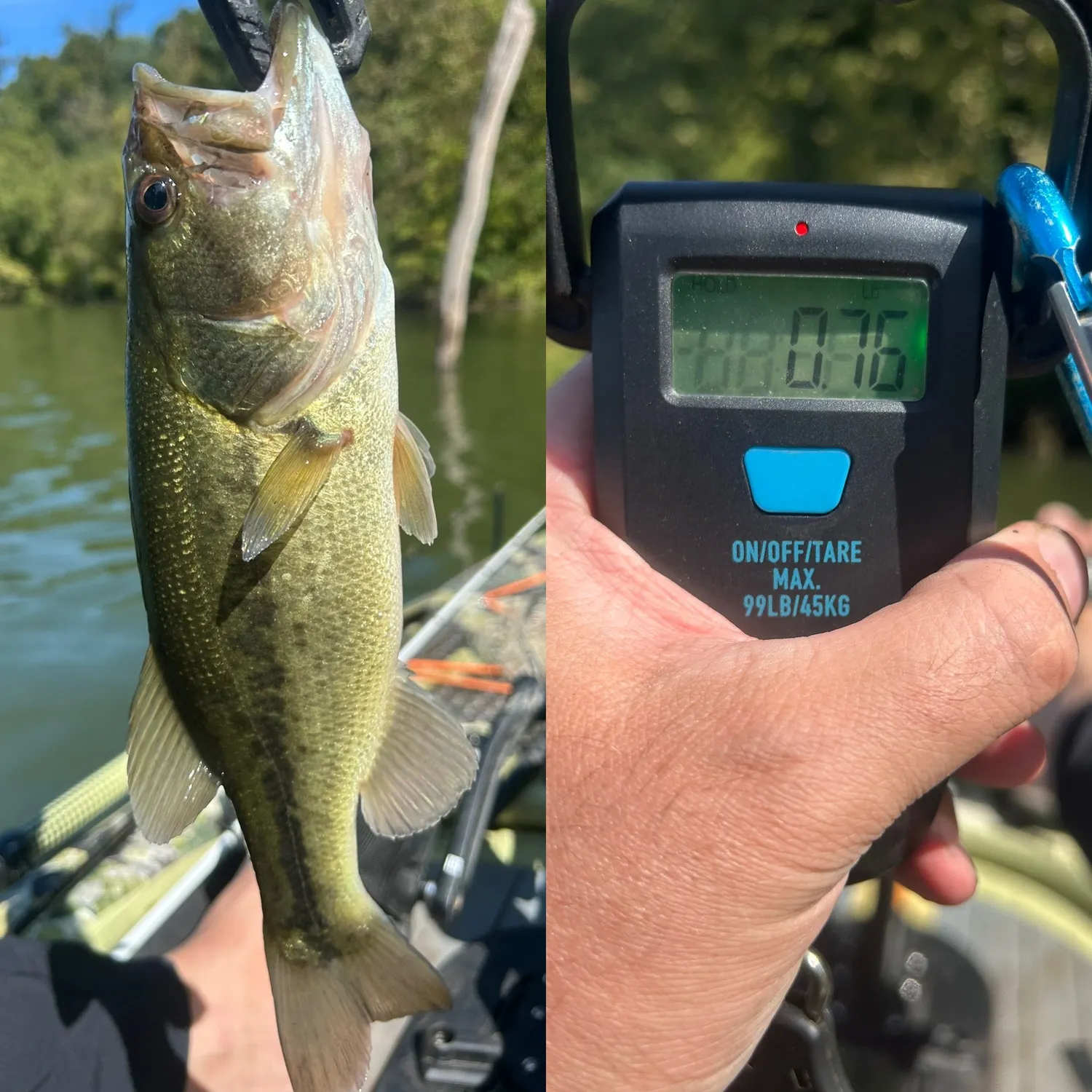 Largemouth bass caught on Fishbrain