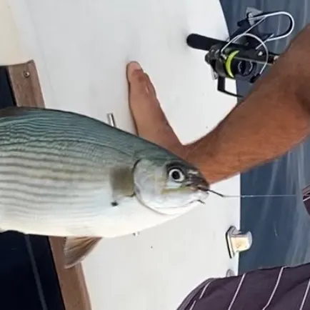 The most recent Brassy chub catches on Fishbrain