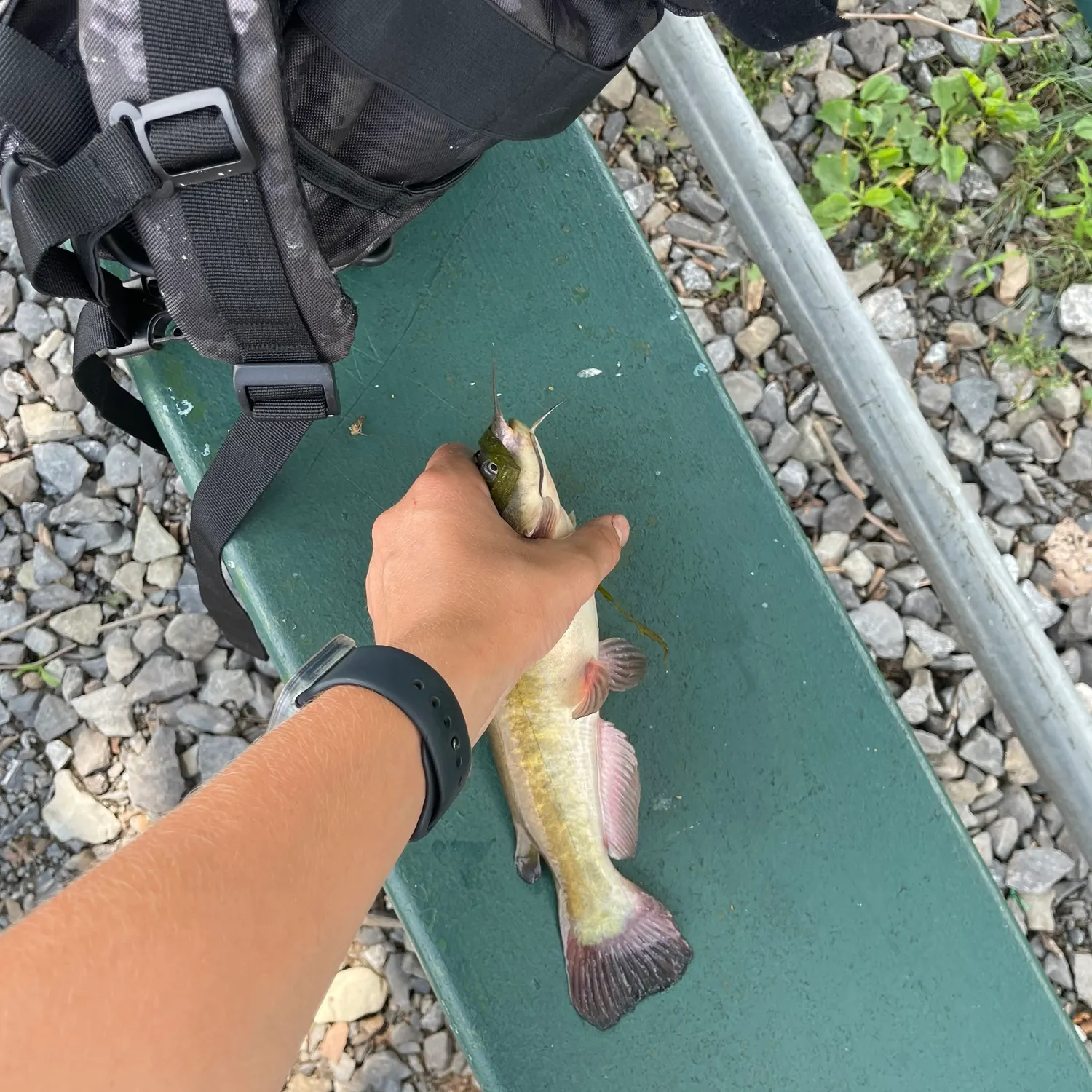 catch