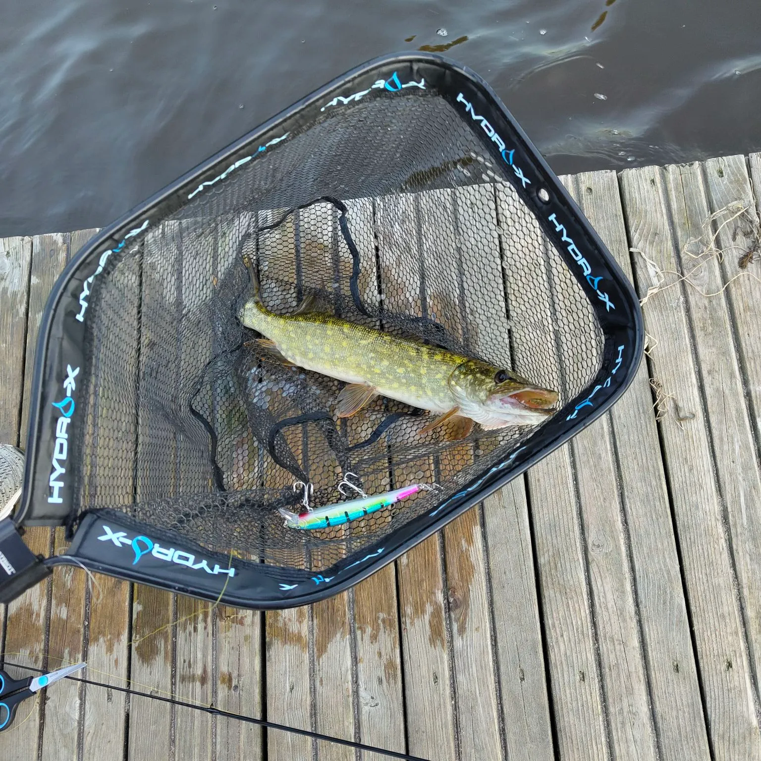 Northern pike caught on Fishbrain