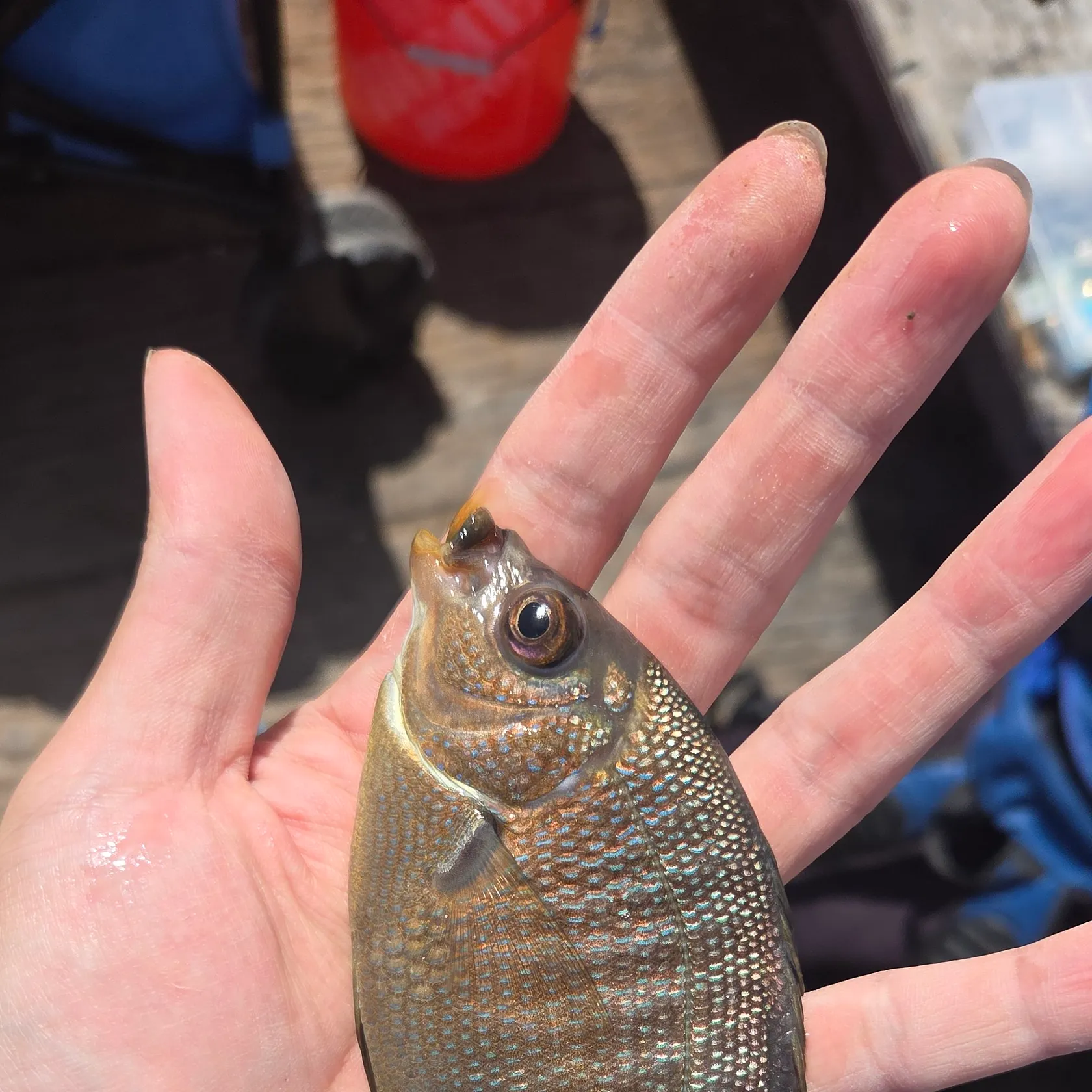 The most recent Black perch catches on Fishbrain