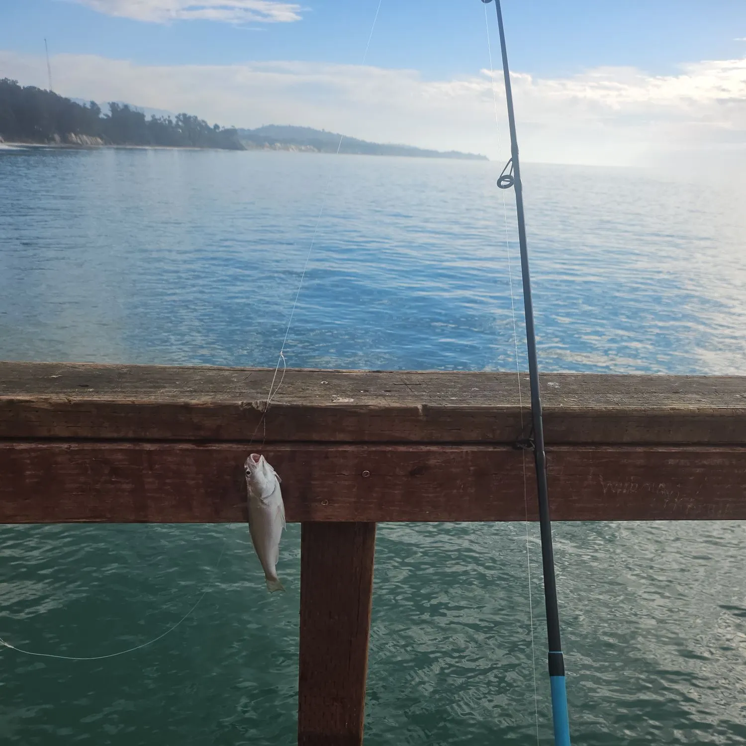 The most recent White croaker catches on Fishbrain