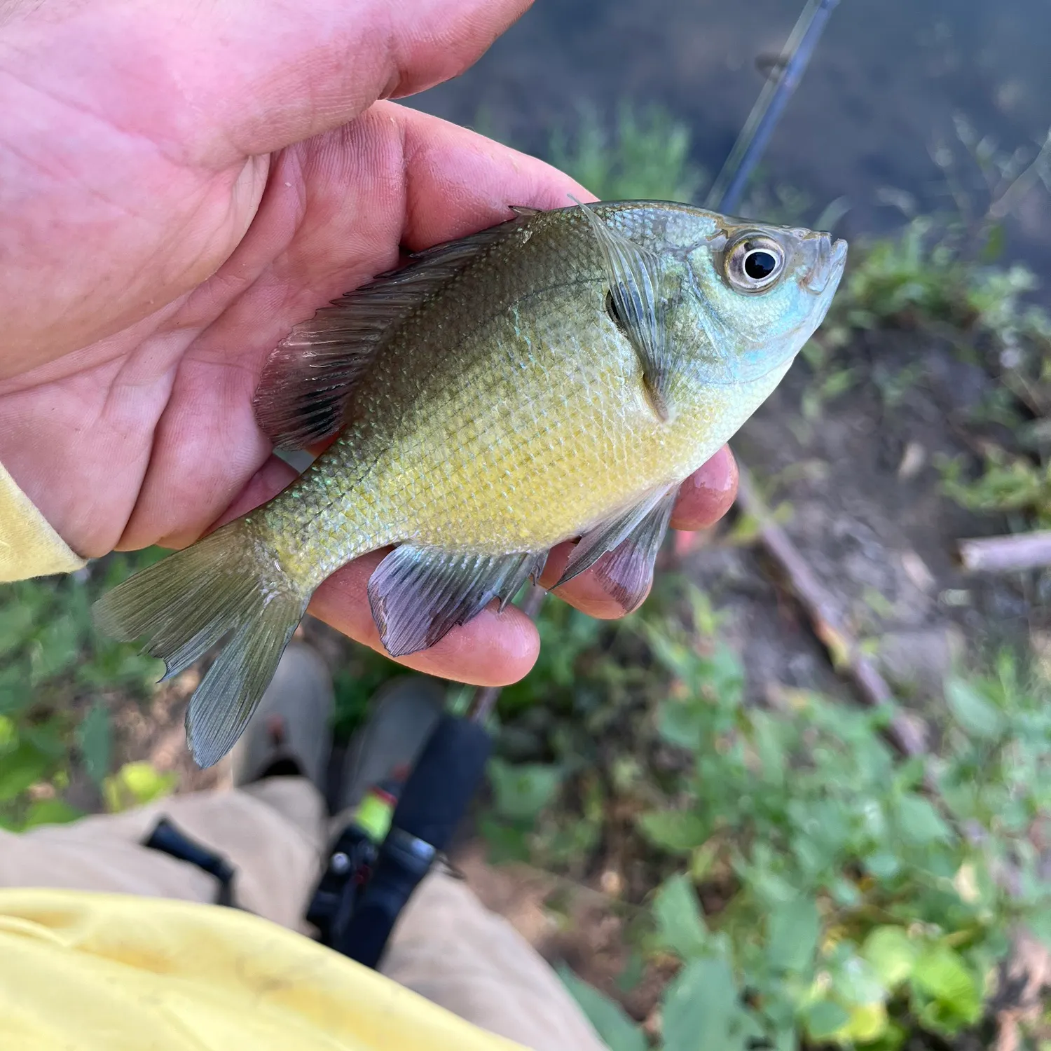 Bluegill caught on Fishbrain