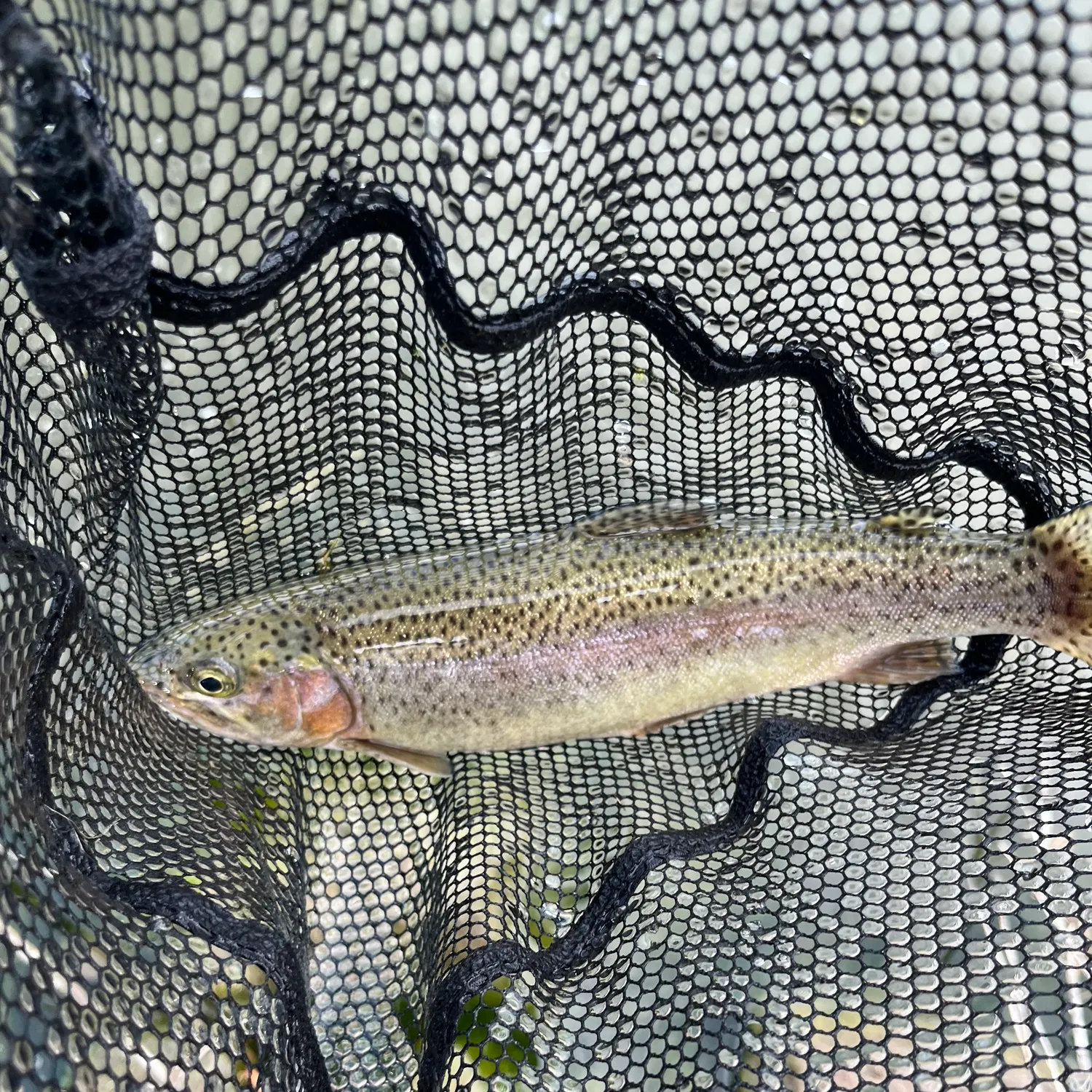 Rainbow trout caught on Fishbrain