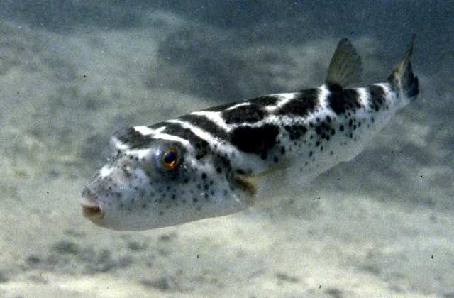 Bullseye puffer