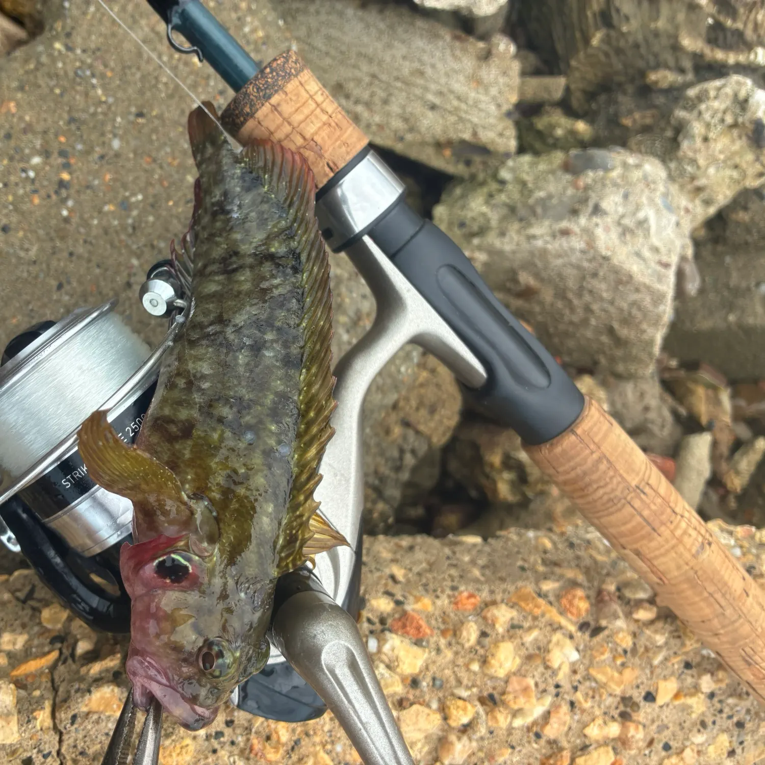 The most recent Spotted grouper catches on Fishbrain