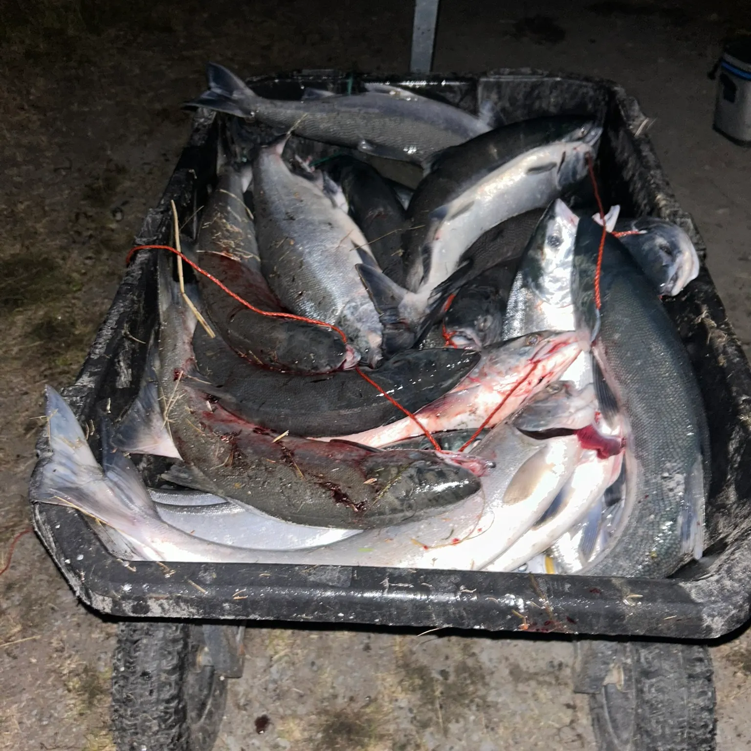 The most recent Sockeye salmon catches on Fishbrain