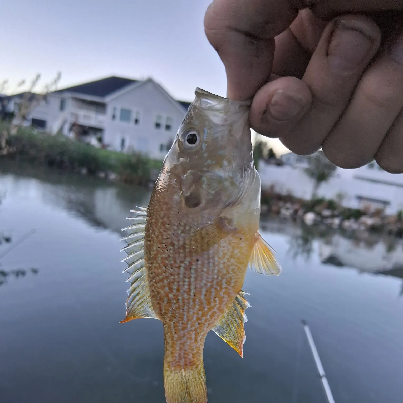 Green sunfish caught on Fishbrain