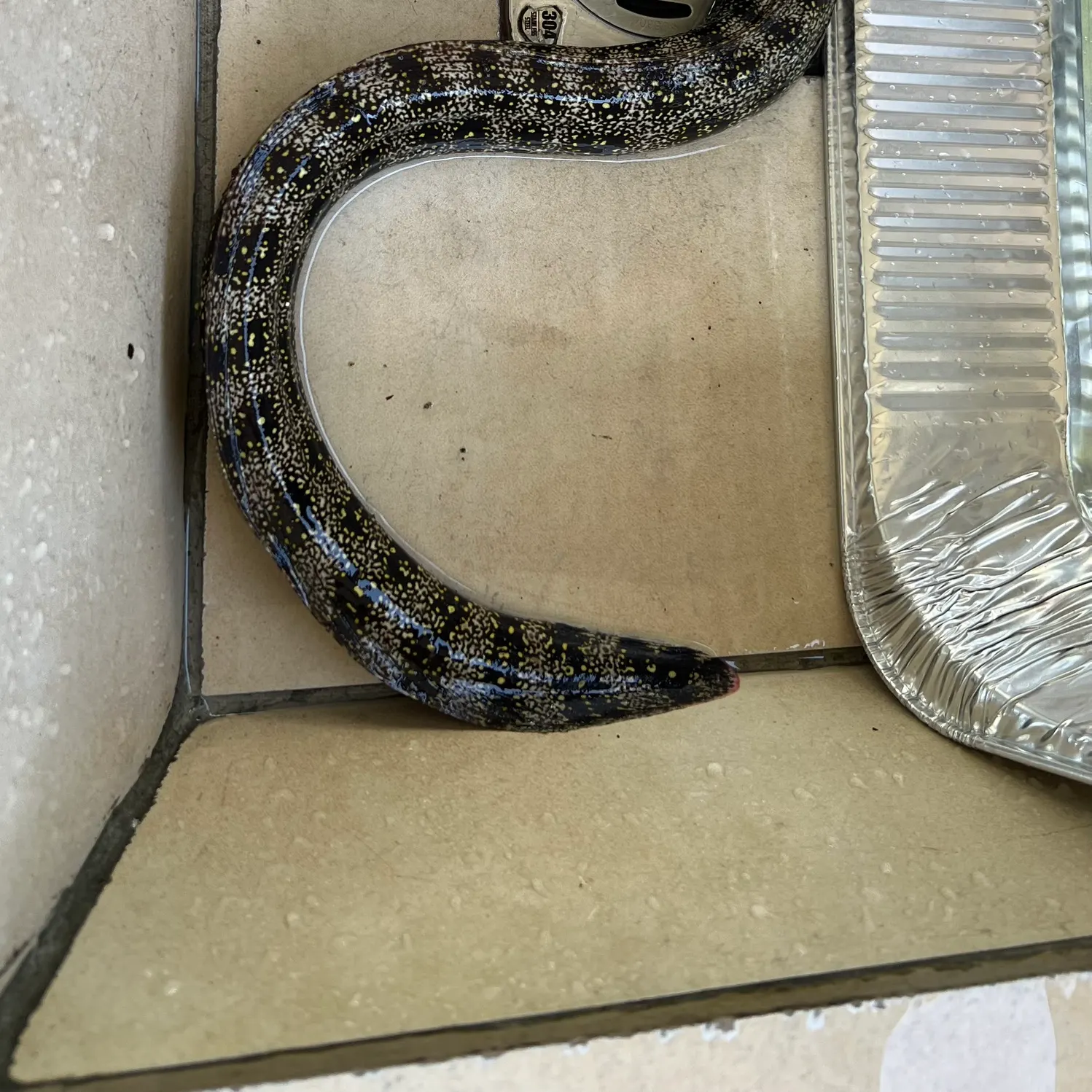 The most recent Starry moray catches on Fishbrain