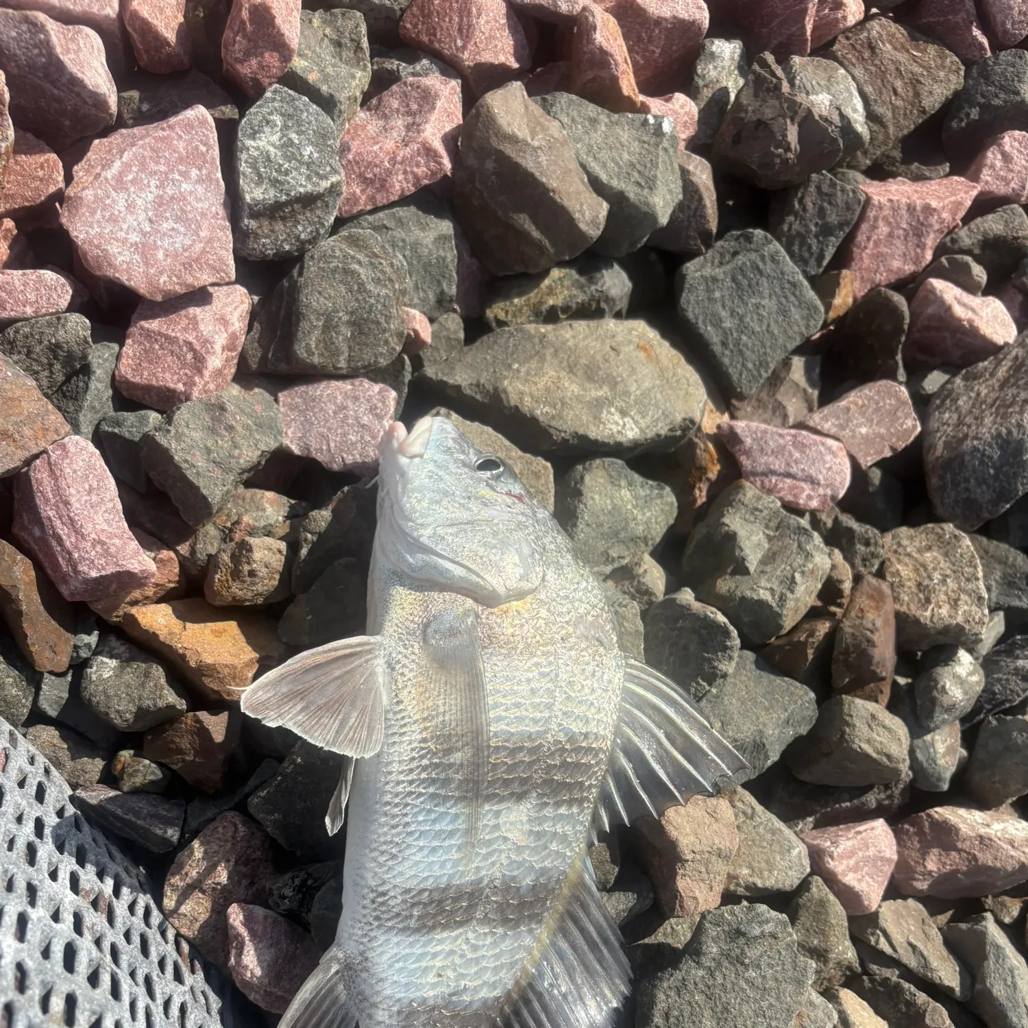 Black drum caught on Fishbrain
