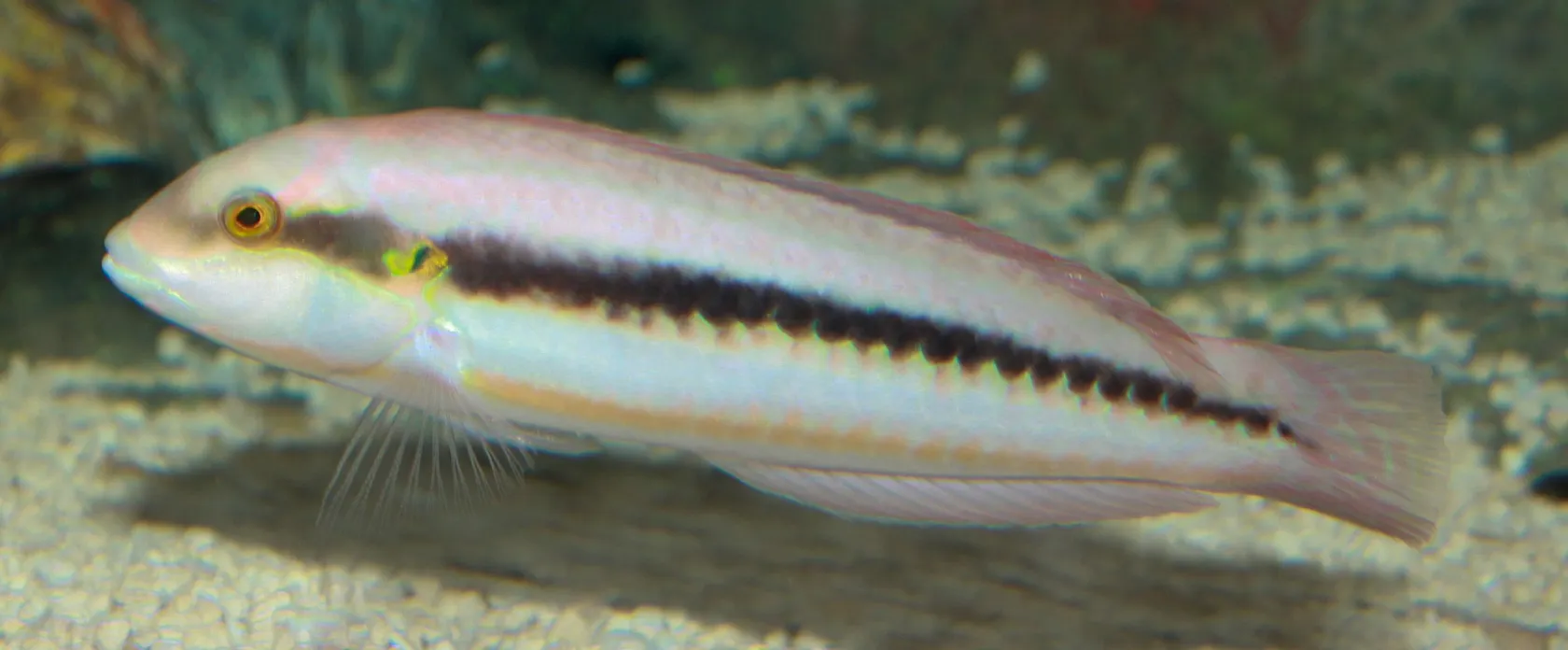 Slippery dick wrasse