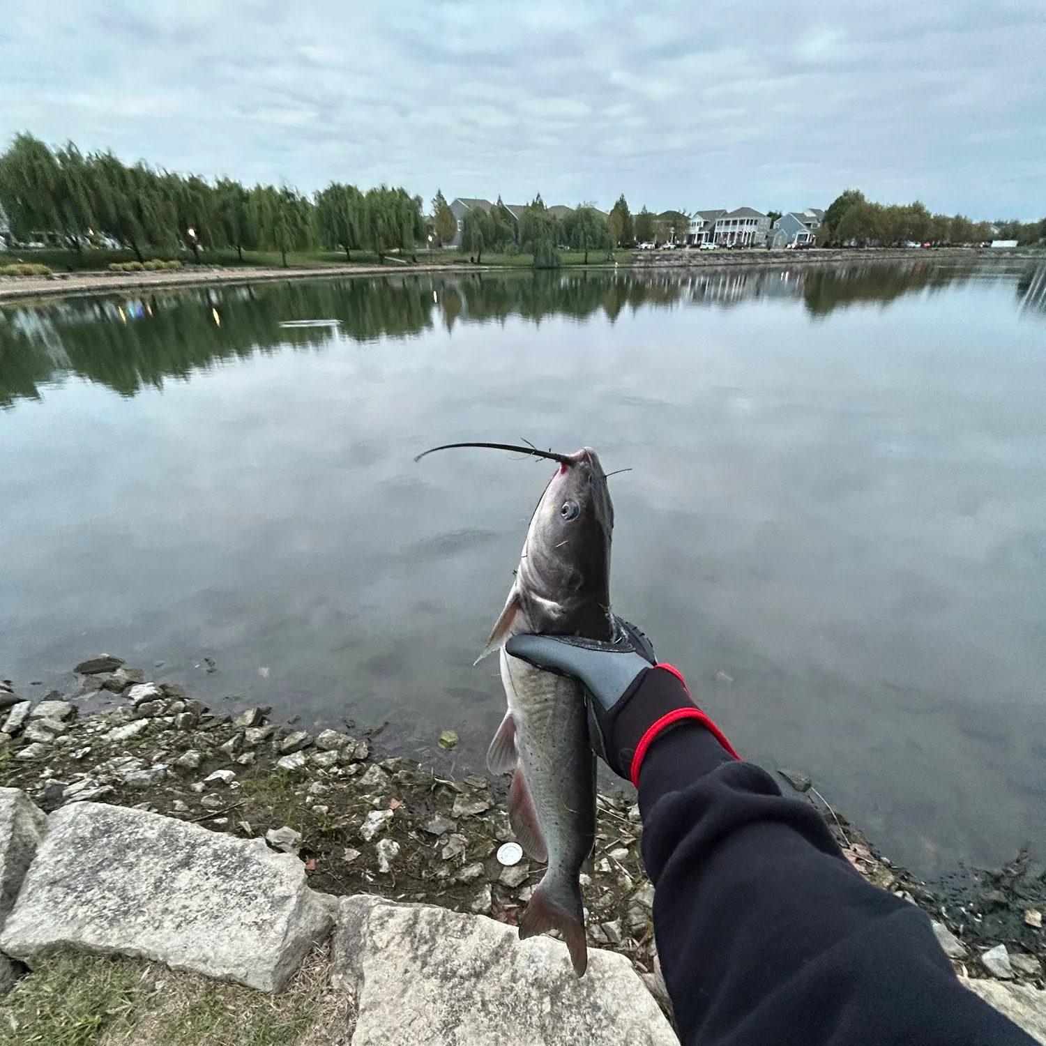 Channel catfish caught on Fishbrain