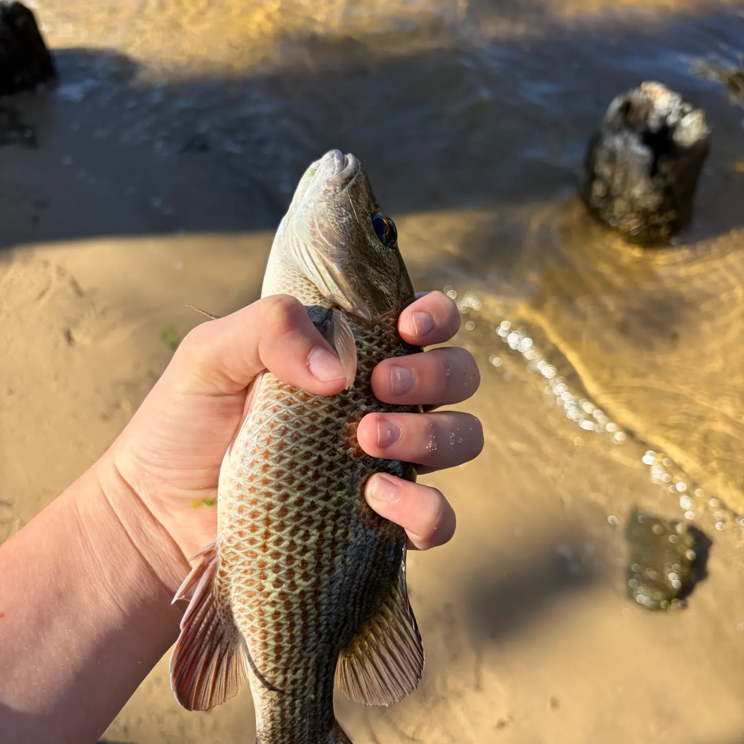 Mangrove snapper caught on Fishbrain