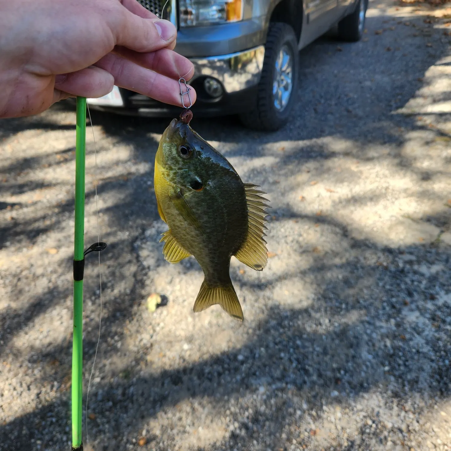 Redear sunfish caught on Fishbrain