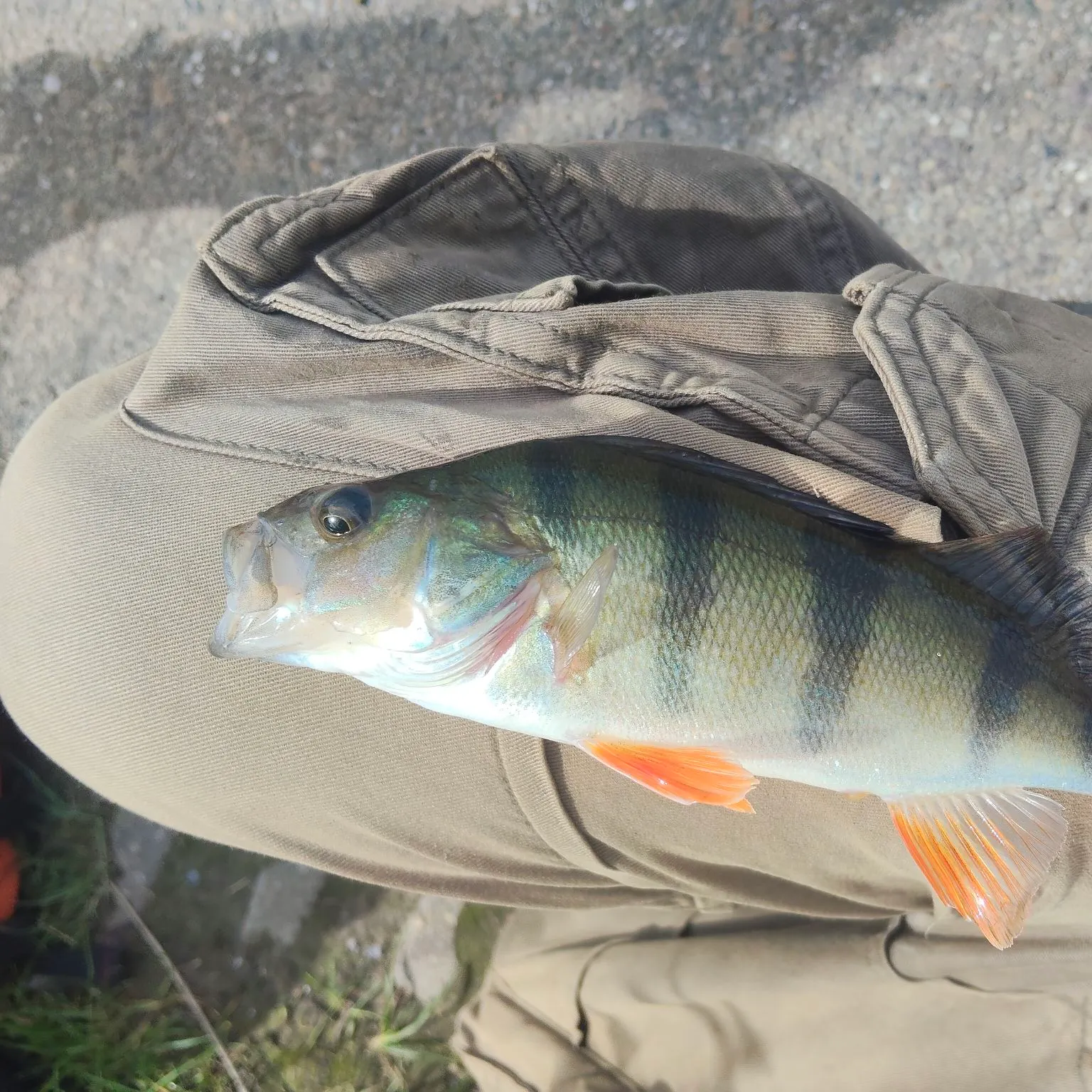 European perch caught on Fishbrain