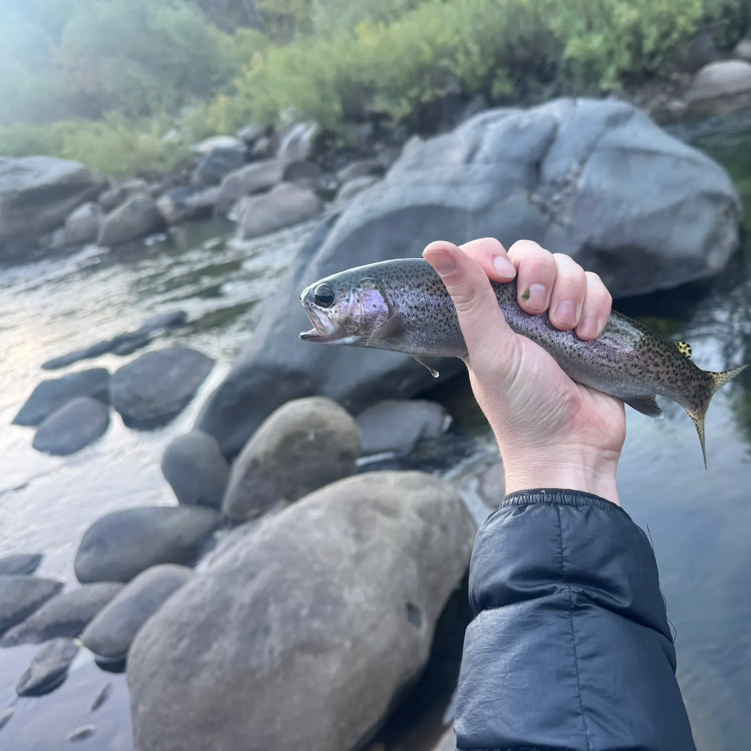 Rainbow trout caught on Fishbrain