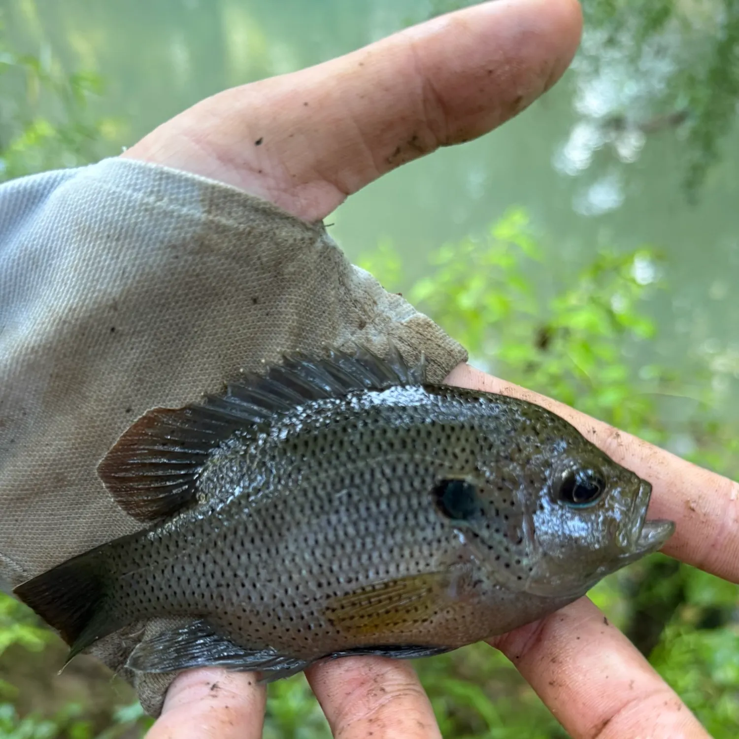 The most recent Spotted sunfish catches on Fishbrain