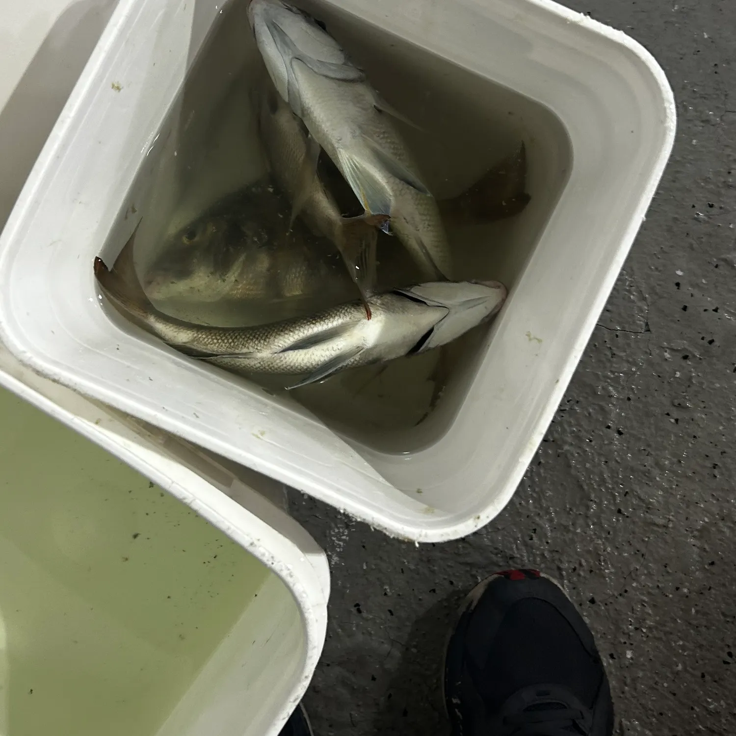 The most recent Scup catches on Fishbrain