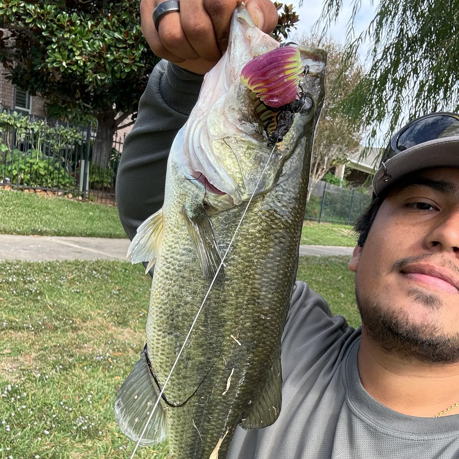 Largemouth bass caught on Fishbrain