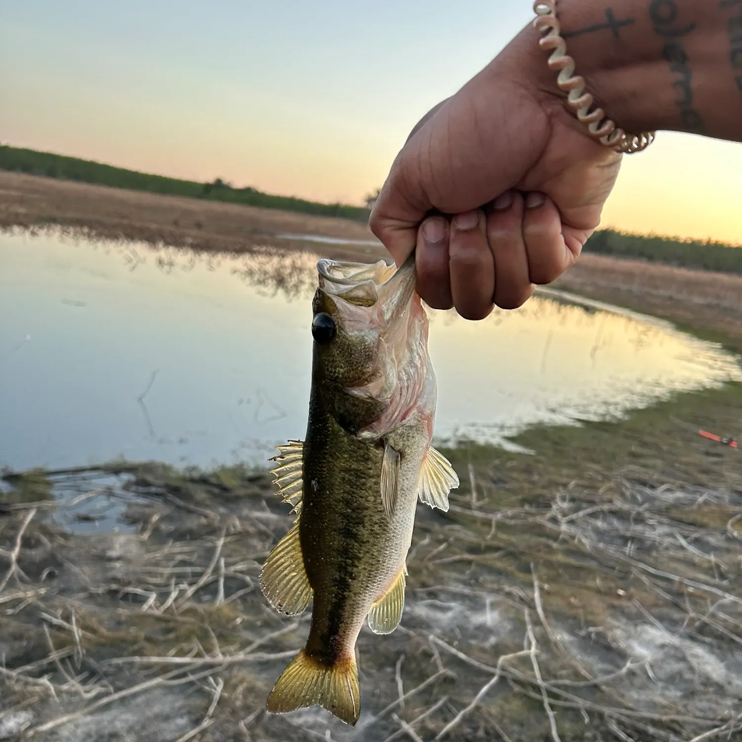 Spotted bass caught on Fishbrain
