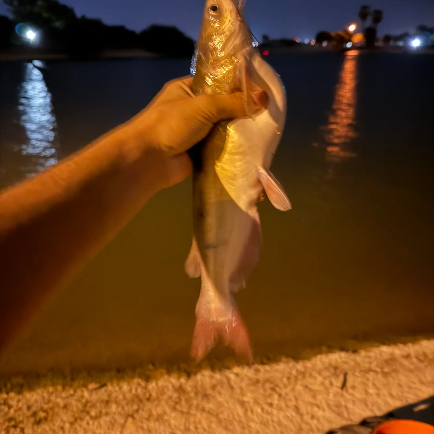 Channel catfish caught on Fishbrain