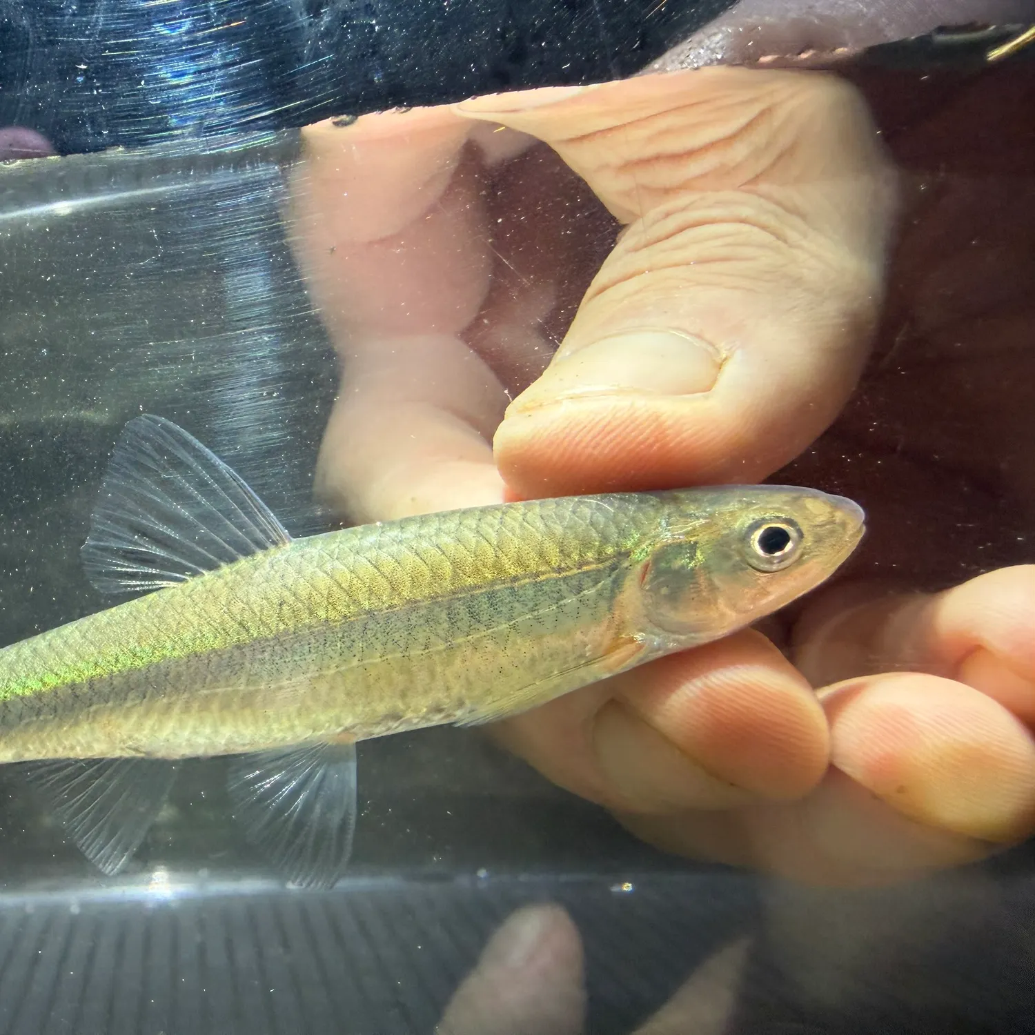 The most recent Whitetail shiner catches on Fishbrain