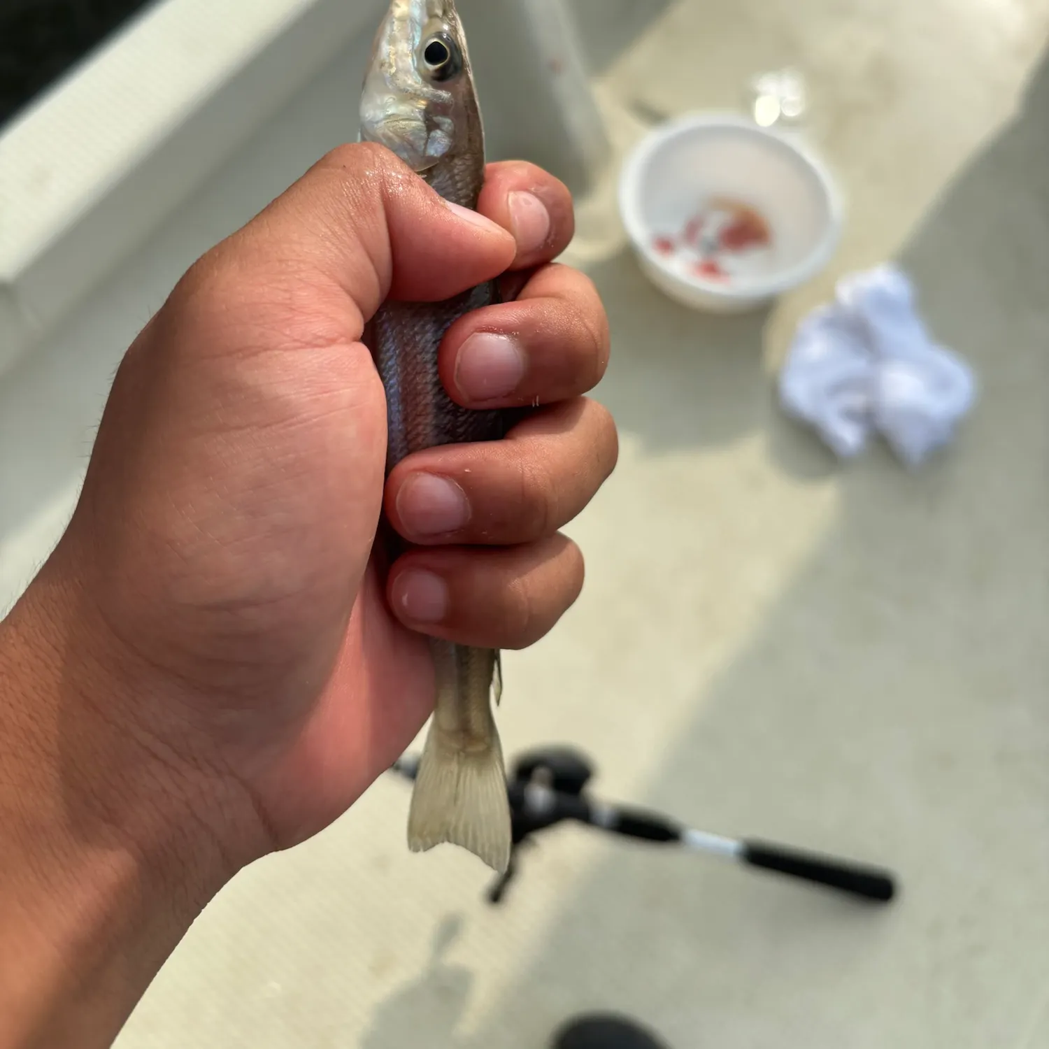 The most recent Japanese whiting catches on Fishbrain