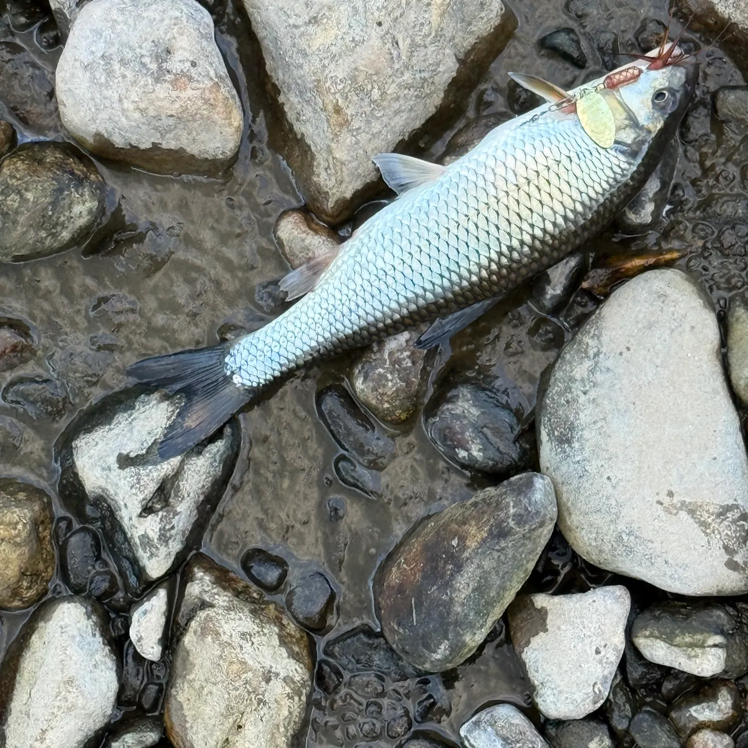 Fallfish caught on Fishbrain
