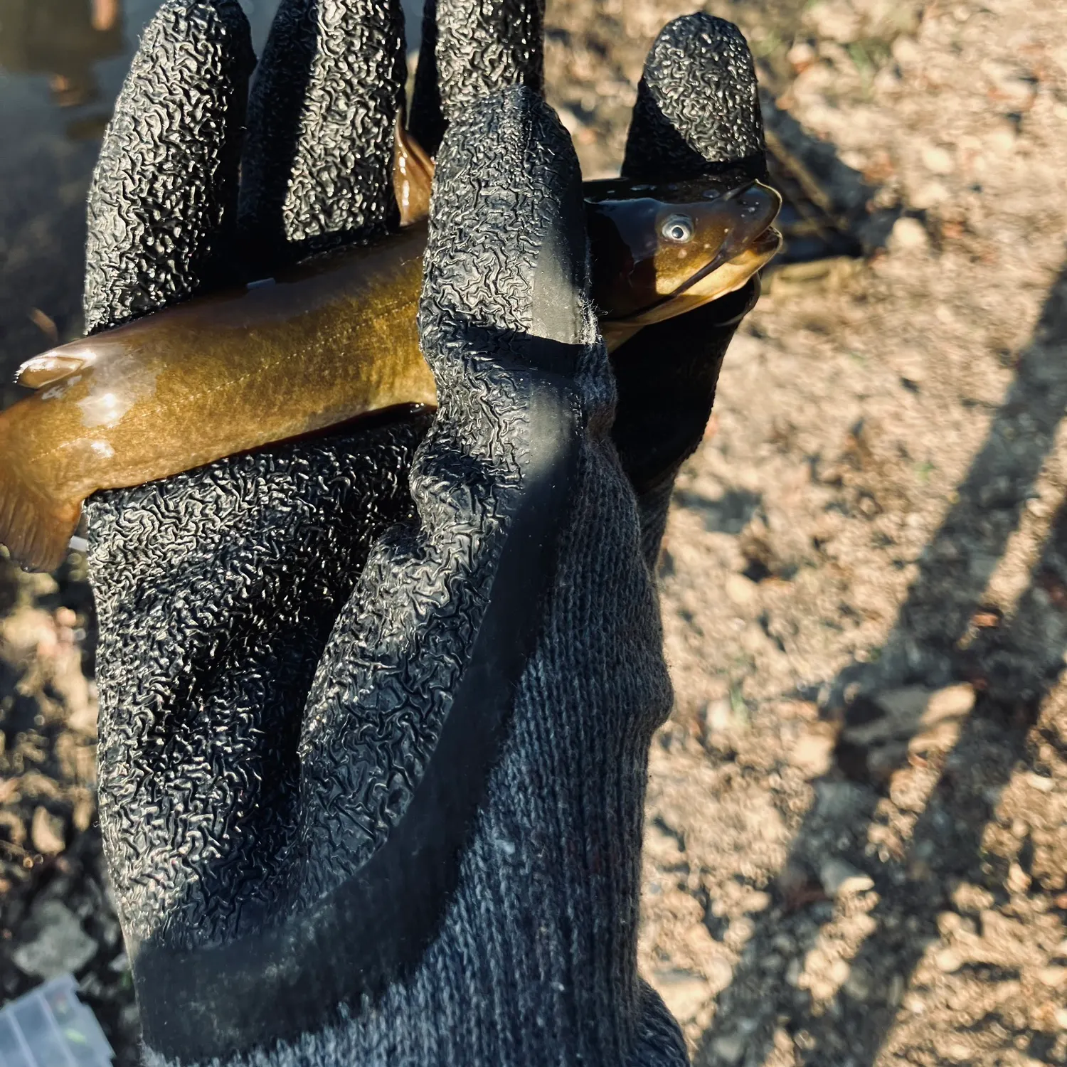 Yellow bullhead caught on Fishbrain