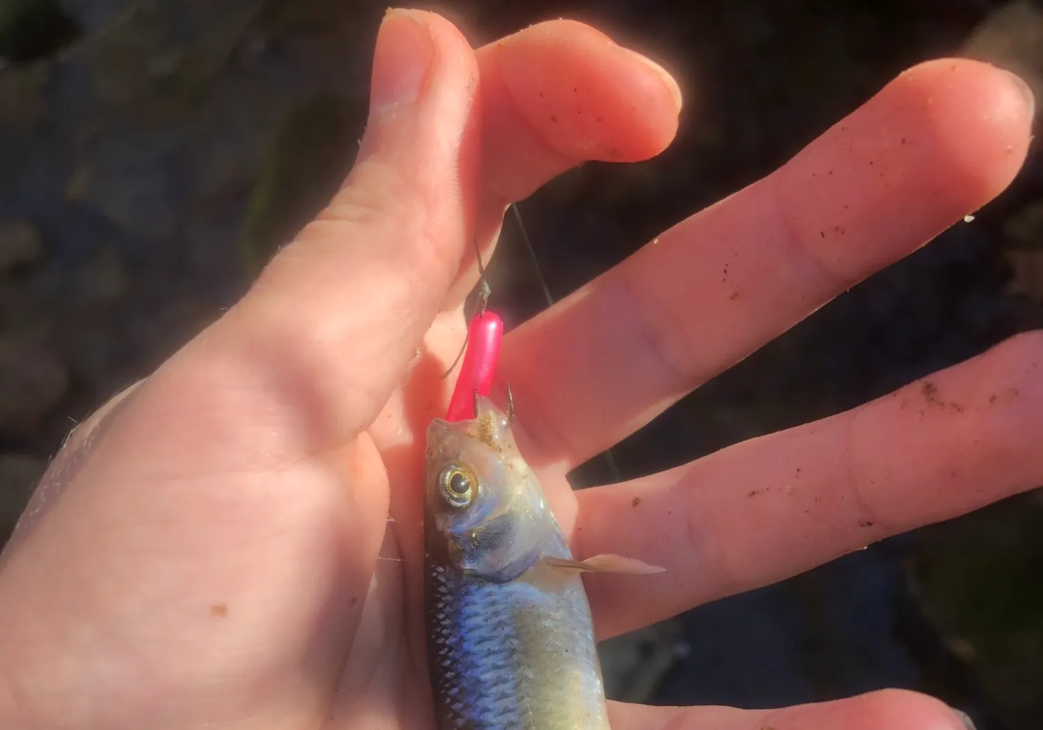 Striped shiner