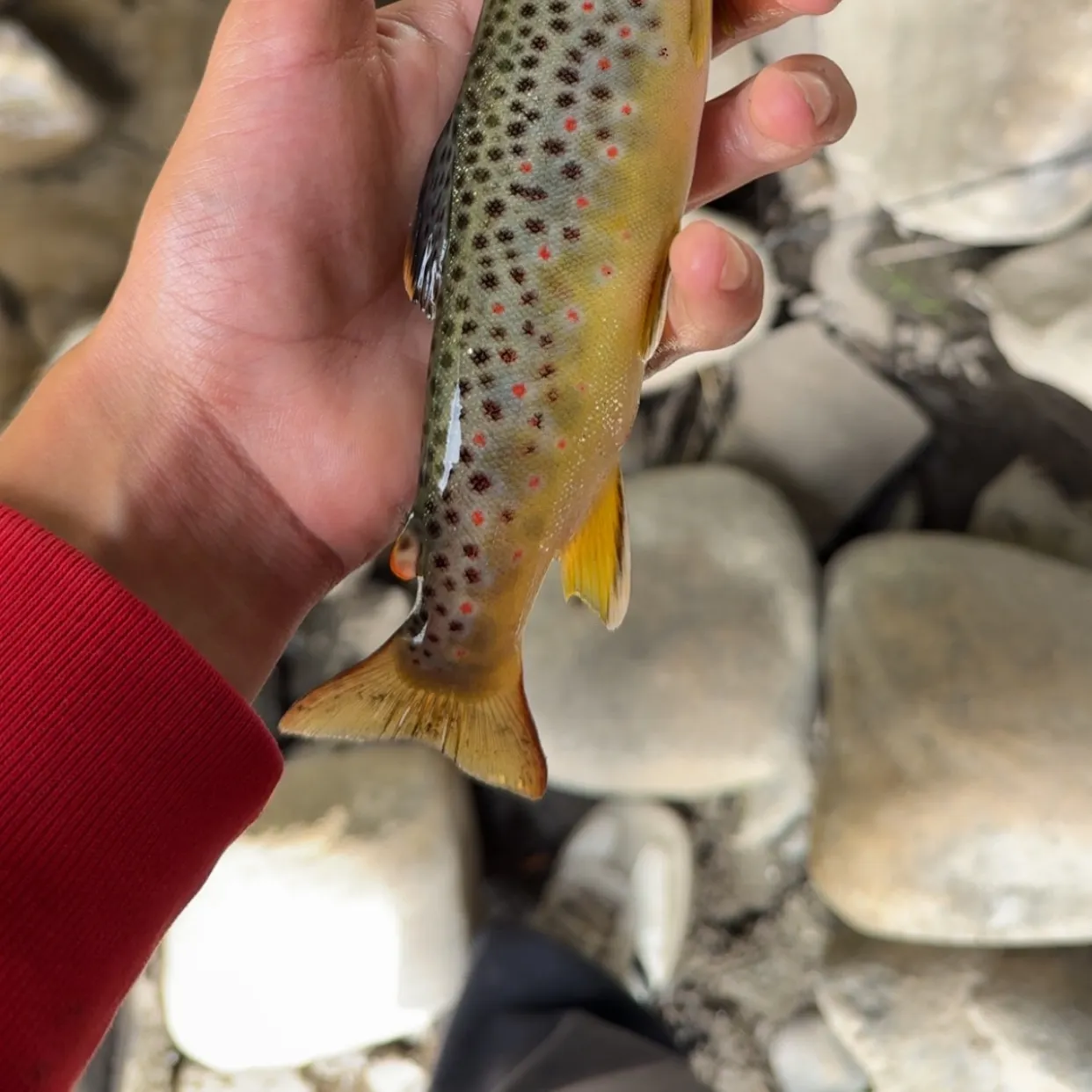 Brown trout caught on Fishbrain