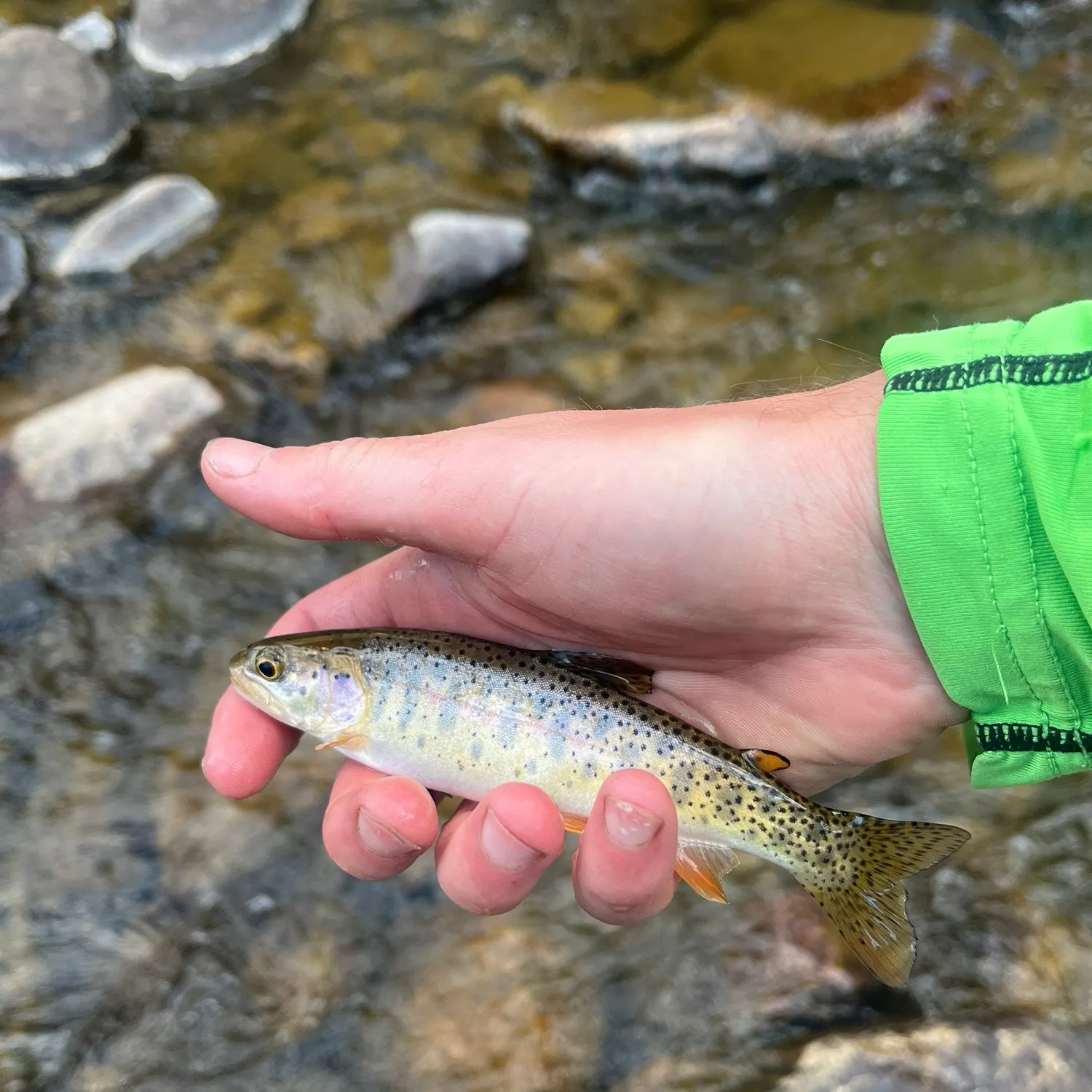 Bonneville cutthroat trout caught on Fishbrain