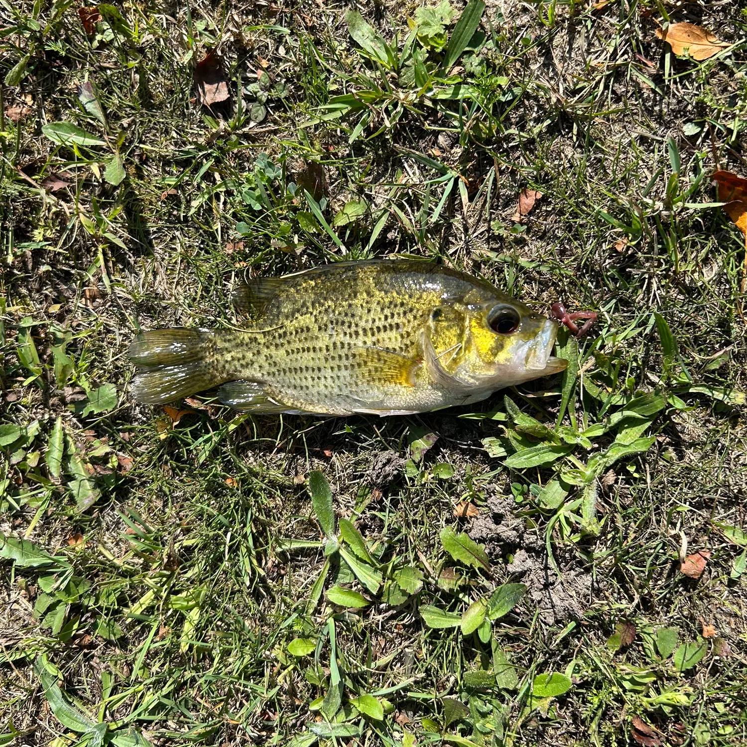 Rock bass caught on Fishbrain
