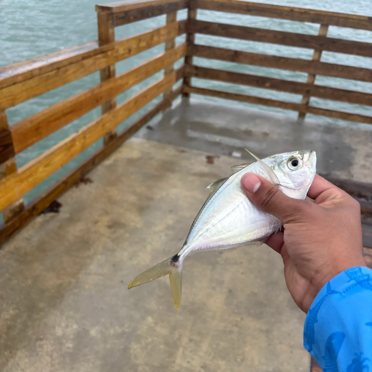 The most recent Atlantic bumper catches on Fishbrain