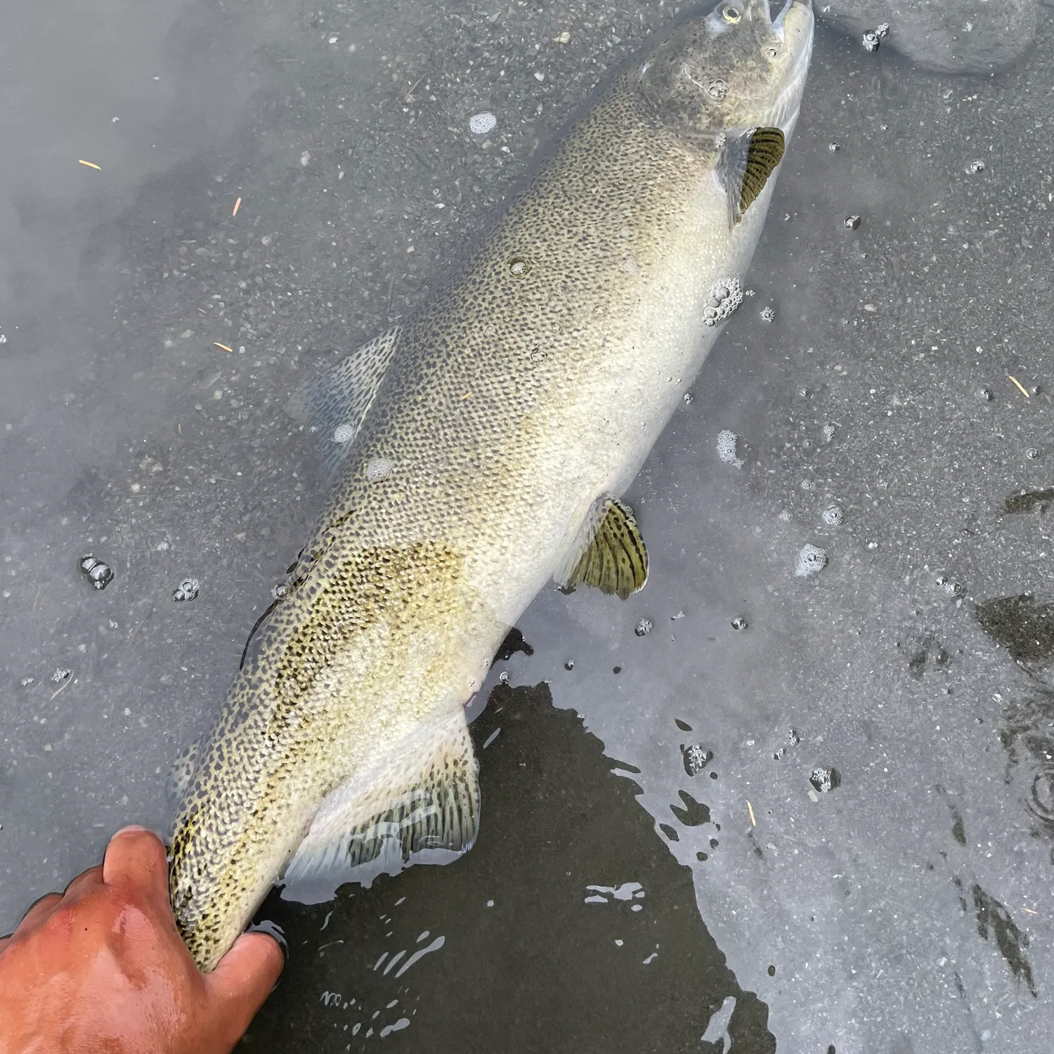 Chinook salmon caught on Fishbrain