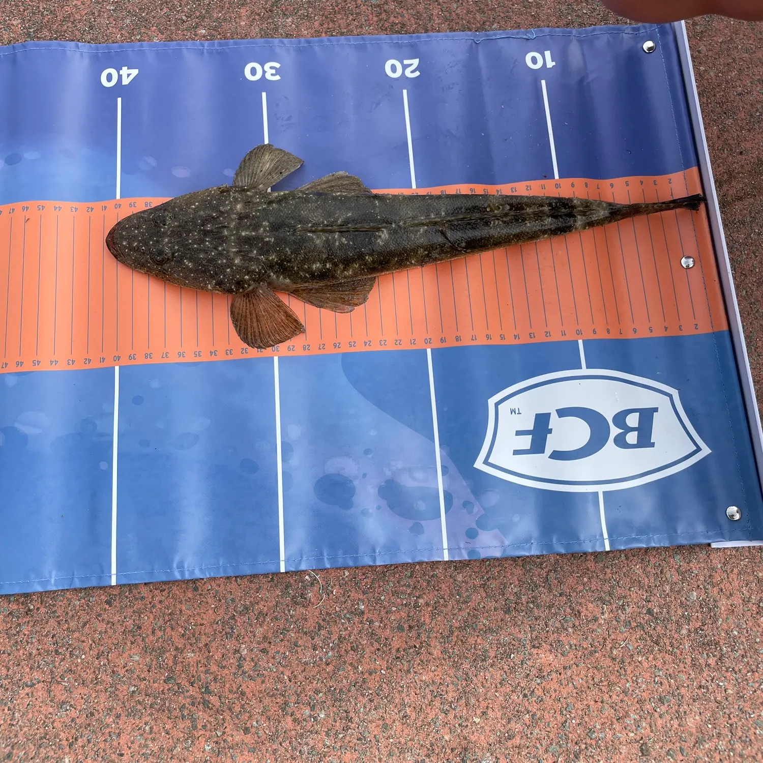 Dusky flathead caught on Fishbrain