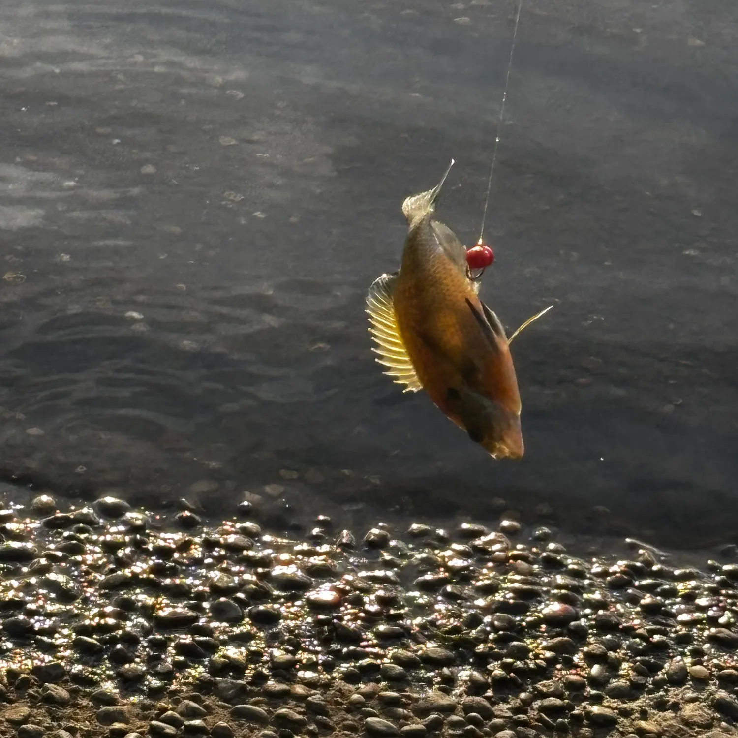 Bluegill caught on Fishbrain