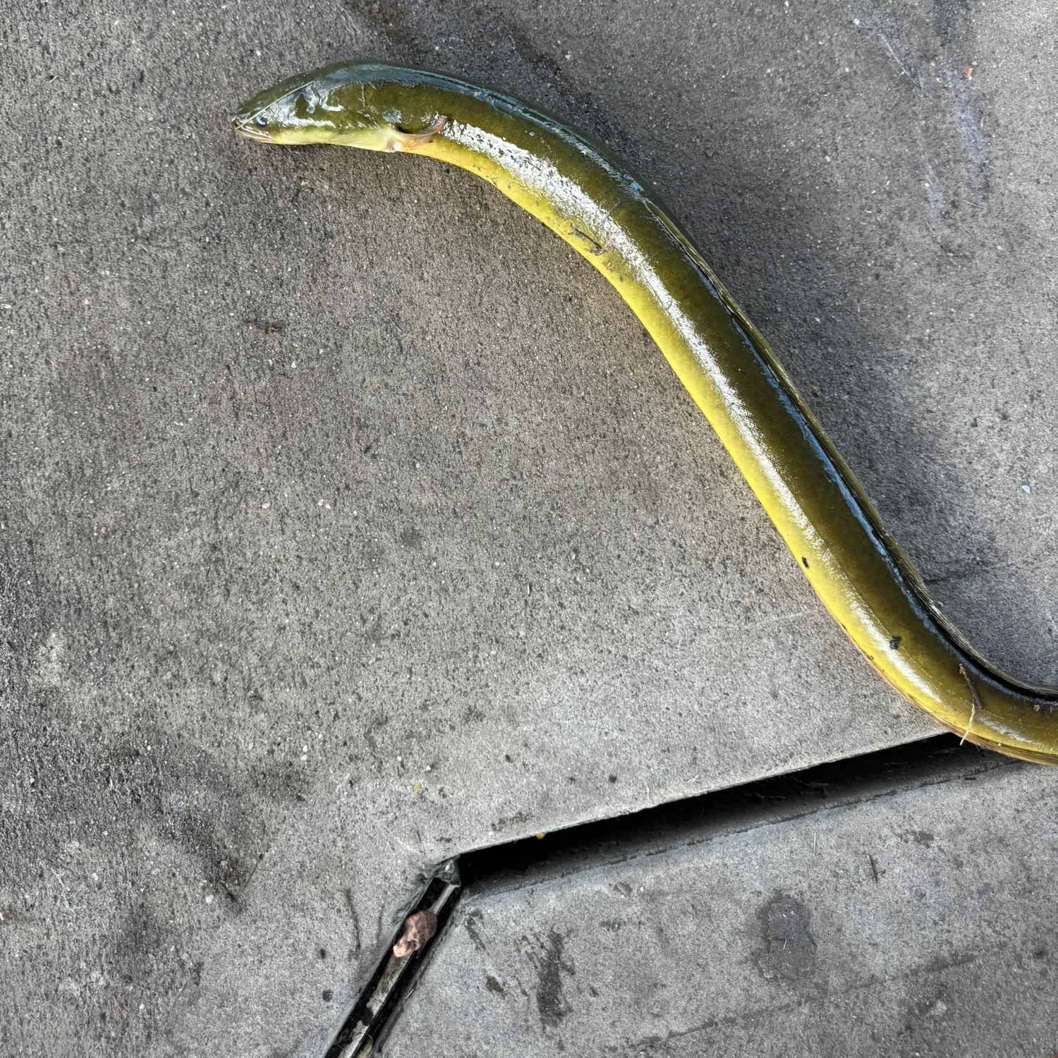 American eel caught on Fishbrain