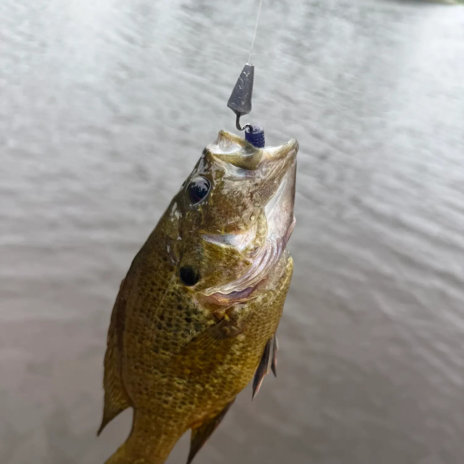 Warmouth caught on Fishbrain
