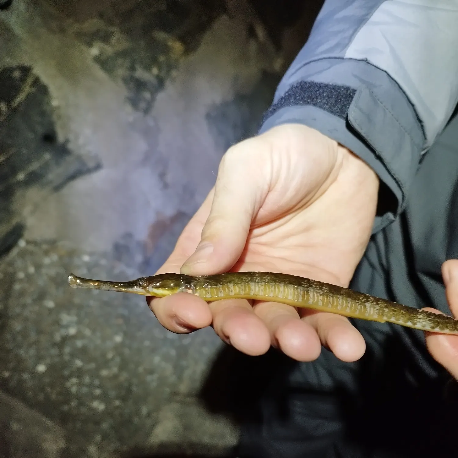 The most recent Syngnathus acus catches on Fishbrain