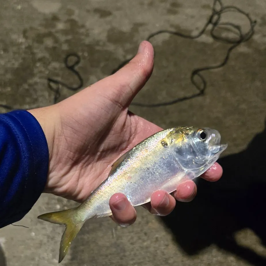 The most recent Yellowfin menhaden catches on Fishbrain