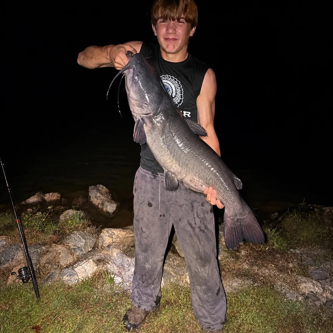Blue catfish caught on Fishbrain