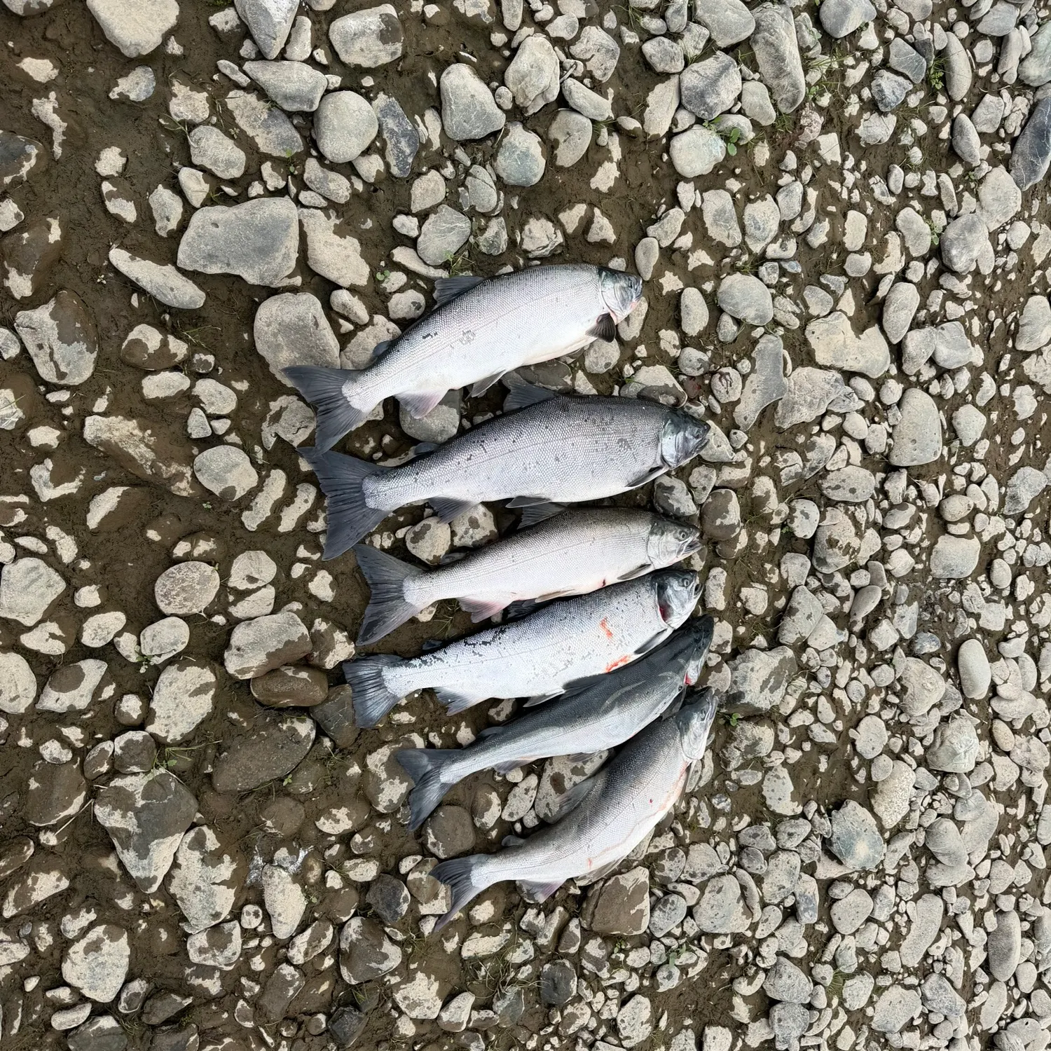 Coho salmon caught on Fishbrain