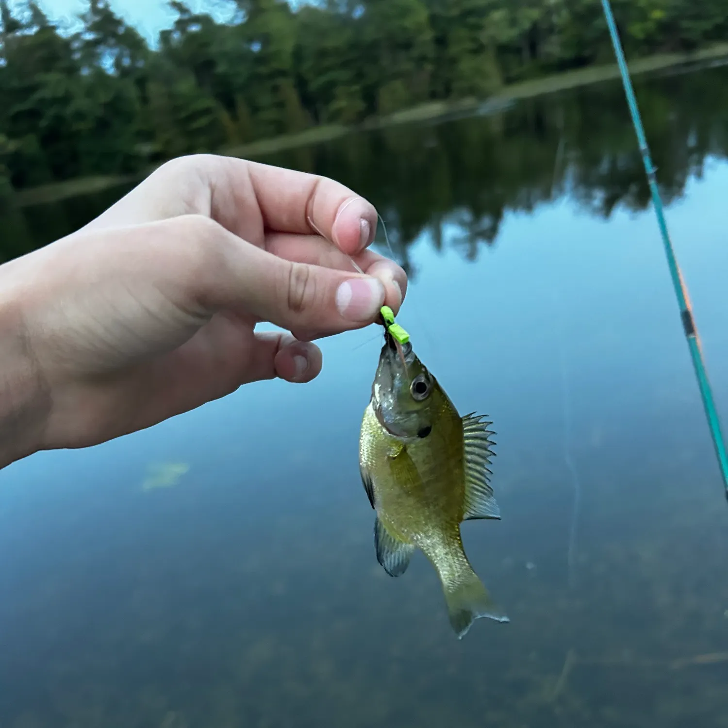 Bluegill caught on Fishbrain