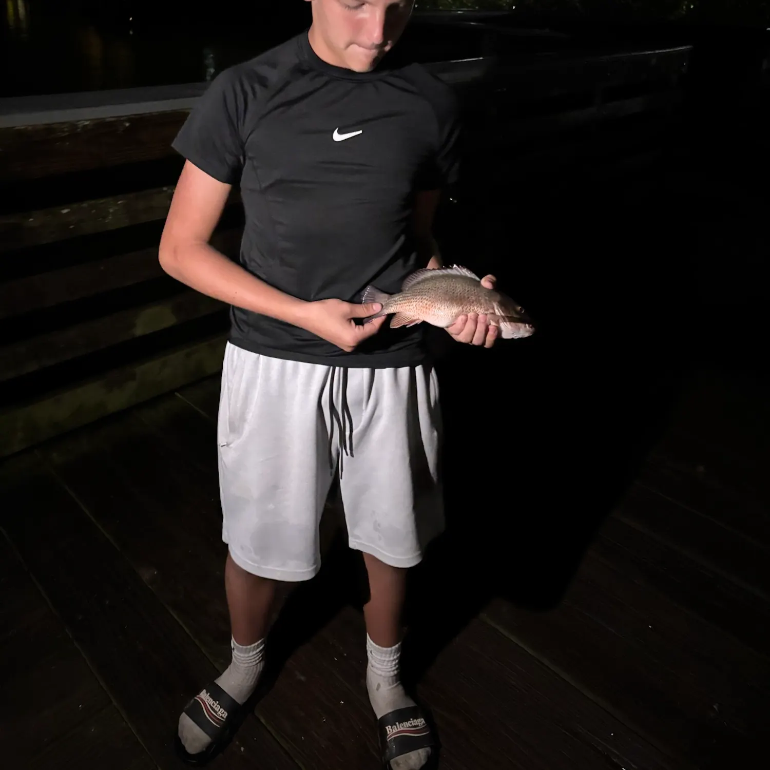 Mangrove snapper caught on Fishbrain