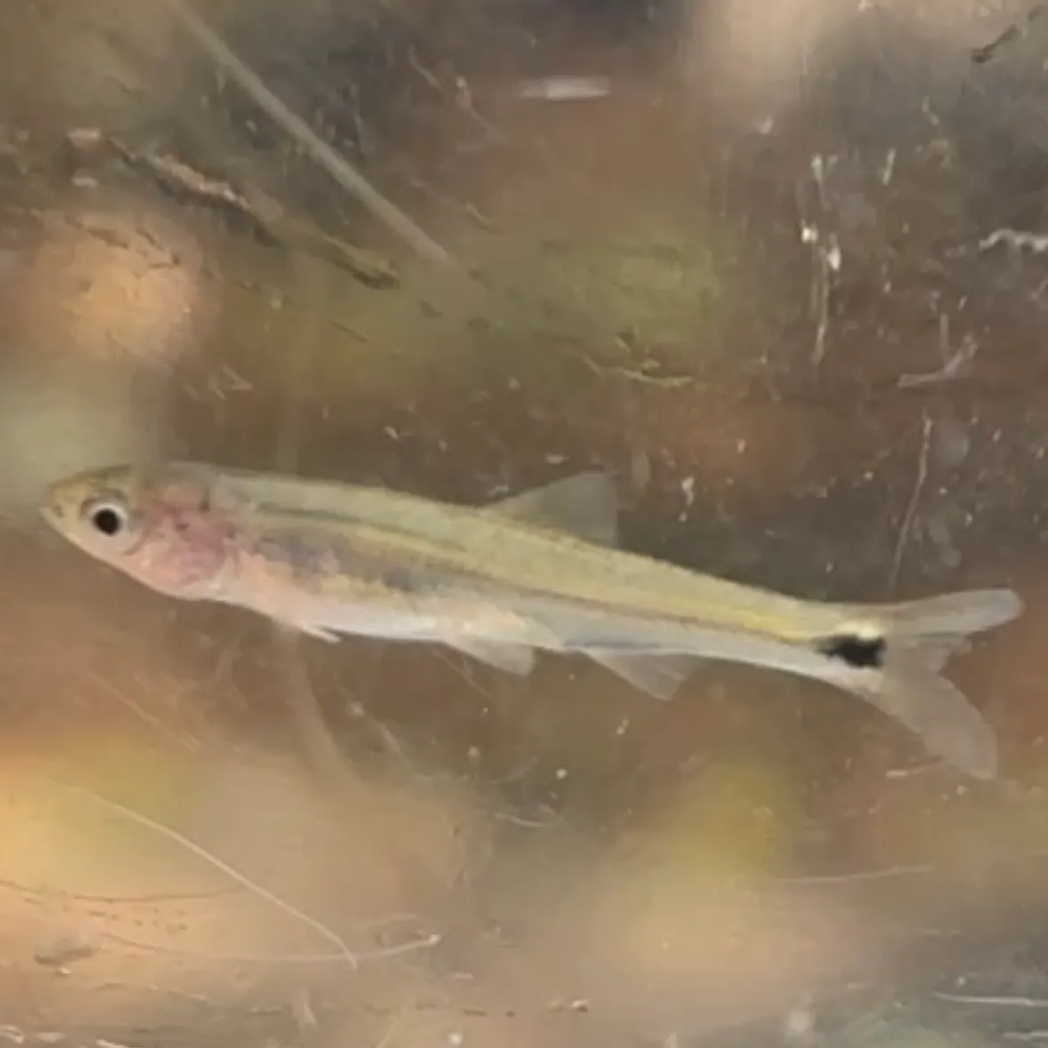 The most recent Eastern blacktail shiner catches on Fishbrain