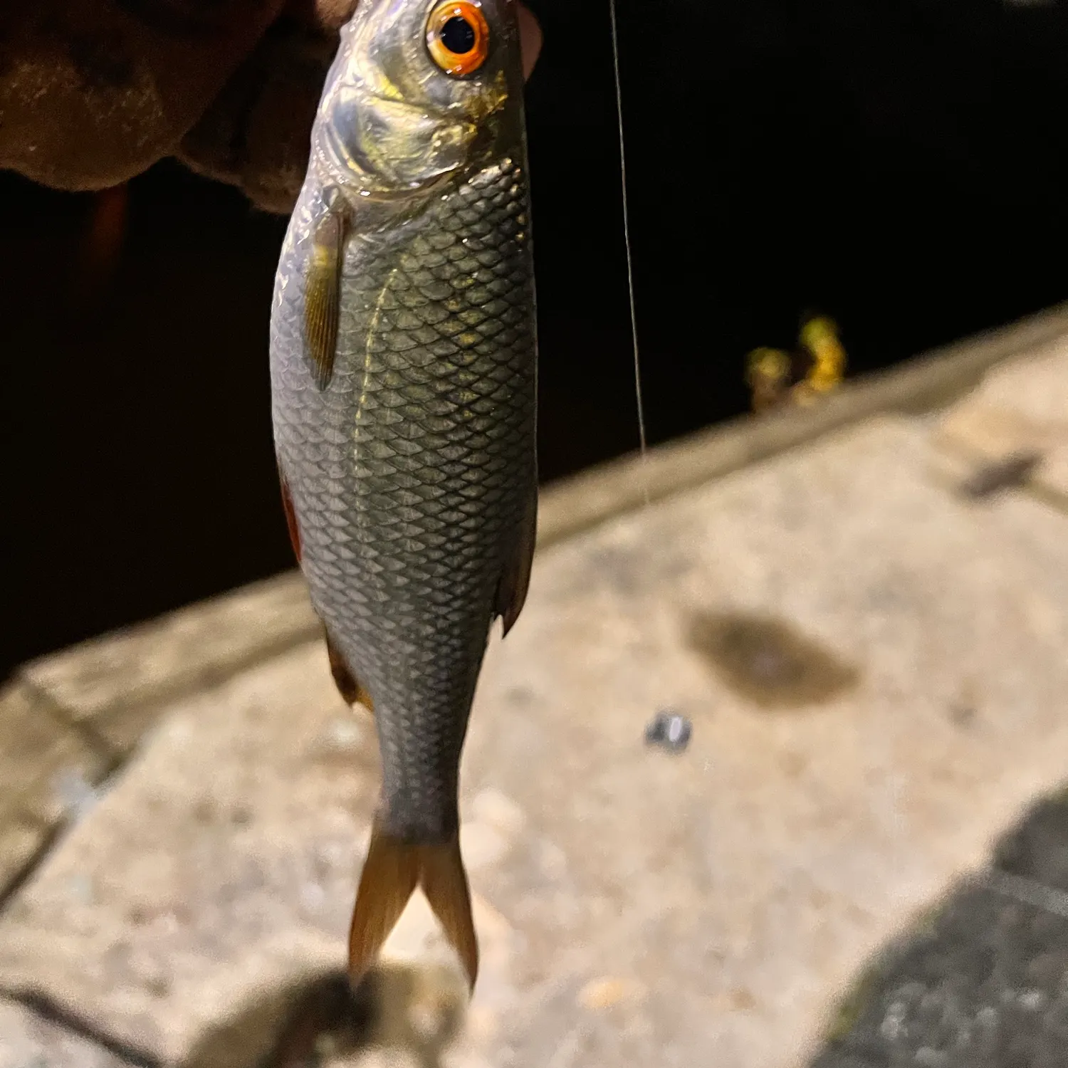 Common roach caught on Fishbrain