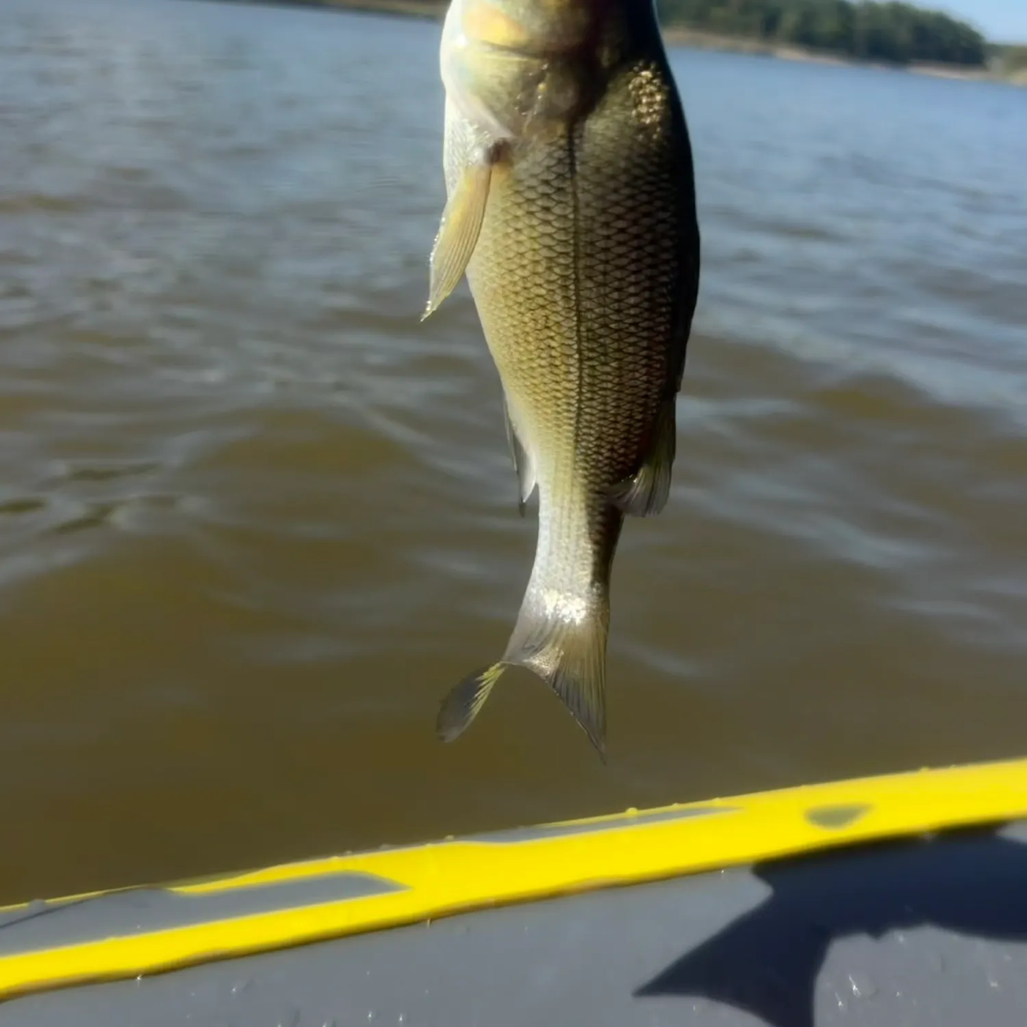 White perch caught on Fishbrain
