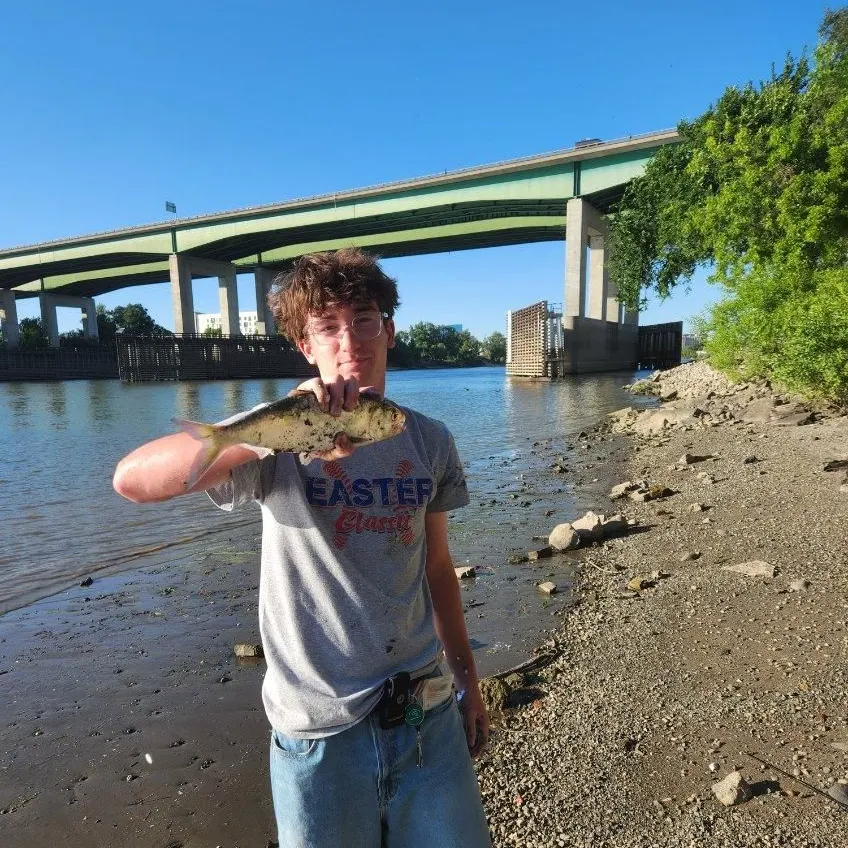 The most recent American shad catches on Fishbrain